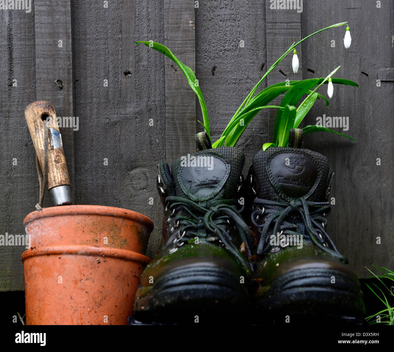 Galanthus nivalis bucaneve crescente crescere nel vecchio paio scarpe da trekking insolito vaso contenitore di riciclaggio riciclare recuperare il giardinaggio Foto Stock