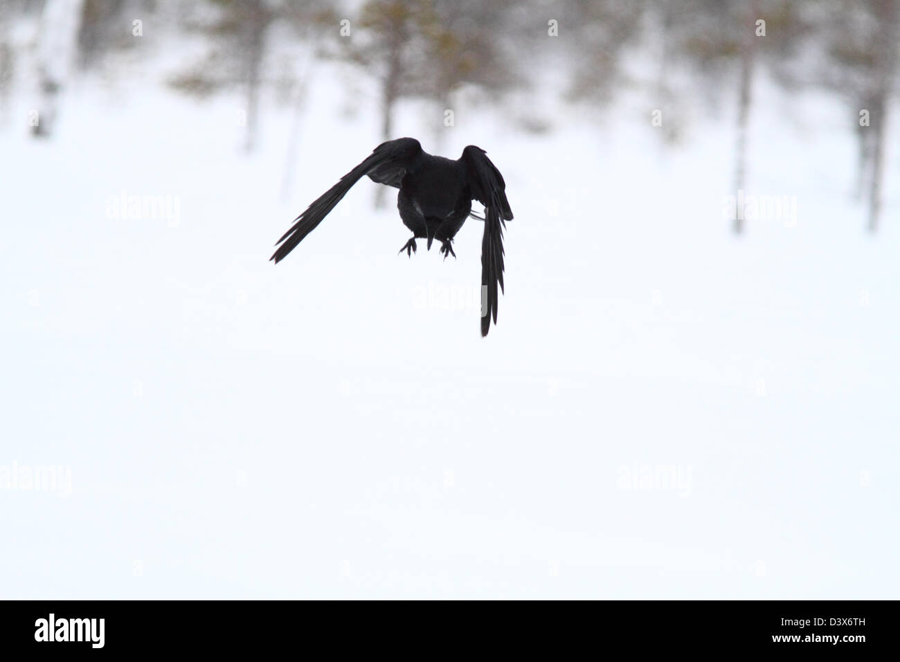 Comune di Corvo Imperiale (Corvus corax) in volo su neve. Fotografato in Västerbotten, Svezia. Foto Stock