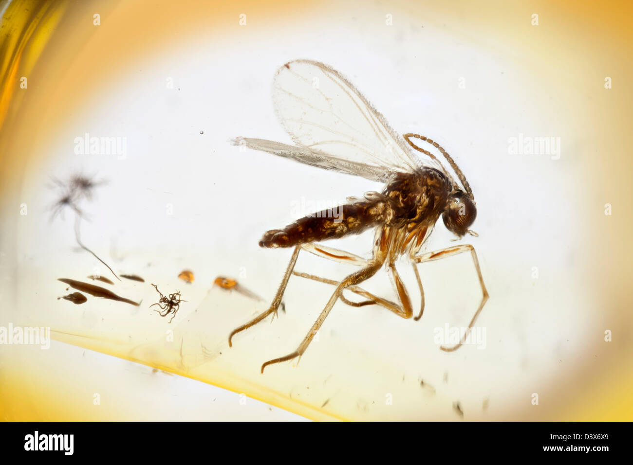 Ambra baltica con un fly captive, vista macro Foto Stock