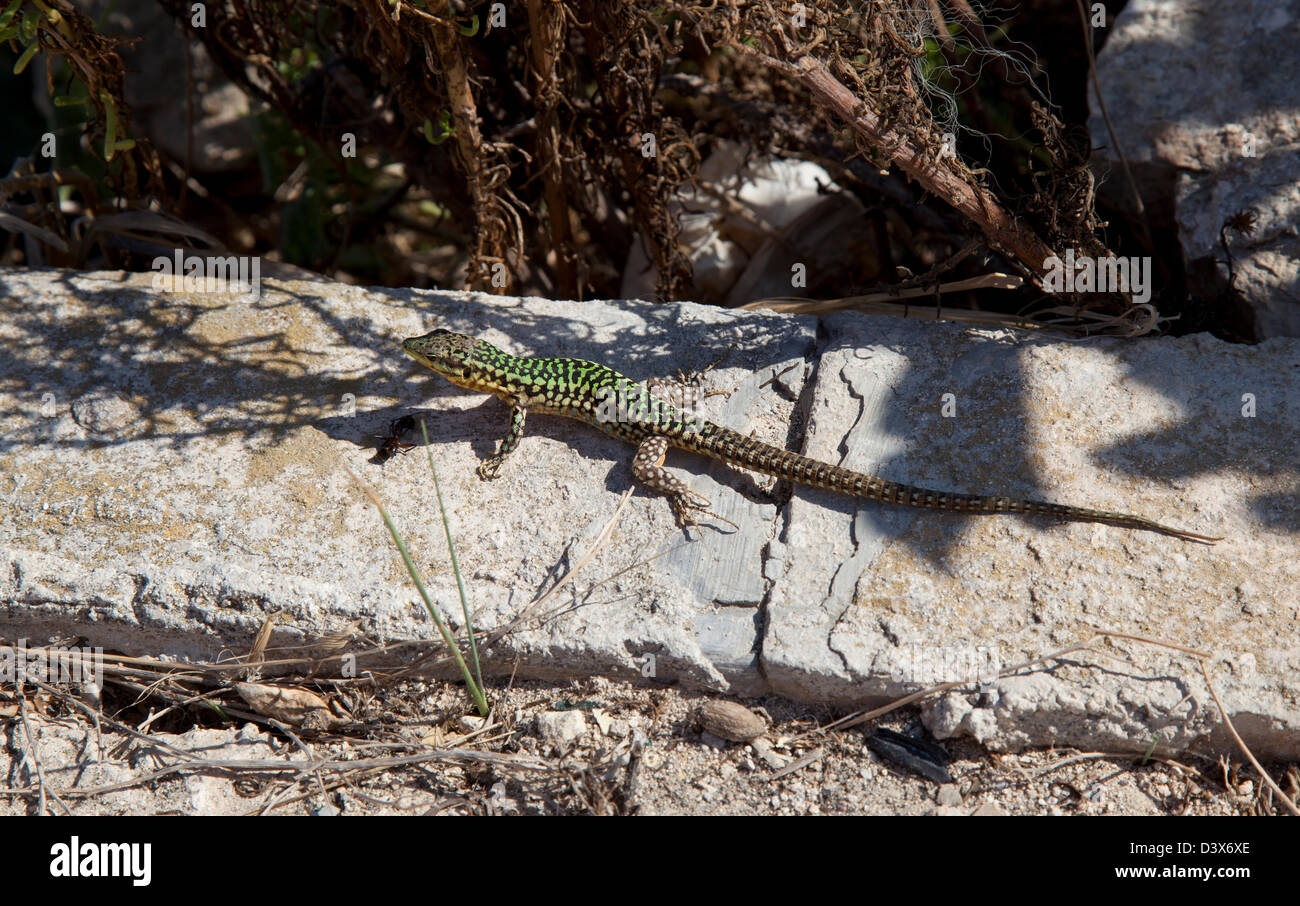 Il Maltese lucertola muraiola o filfola lizard, podarcis filfolensis Malta Foto Stock