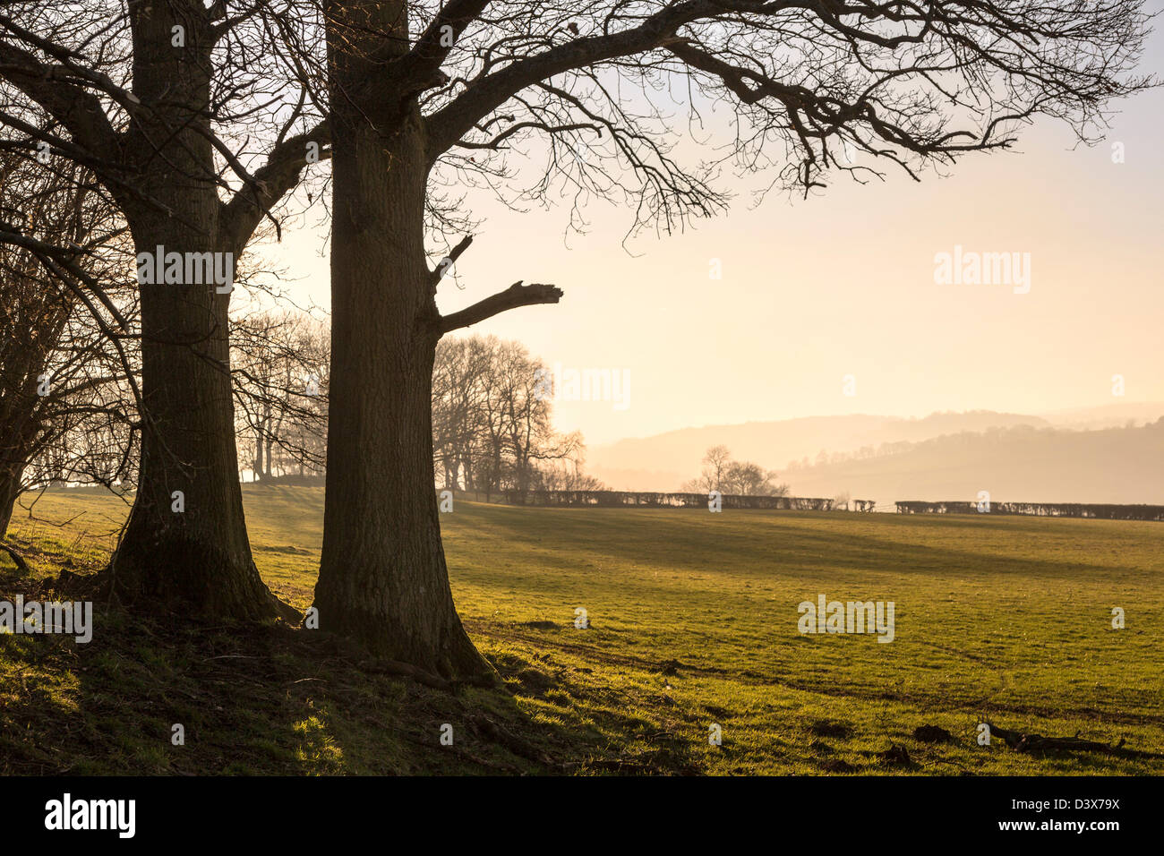 Alberi in campo, Trefecca, Parco Nazionale di Brecon Beacons, Powys, Wales, Regno Unito Foto Stock