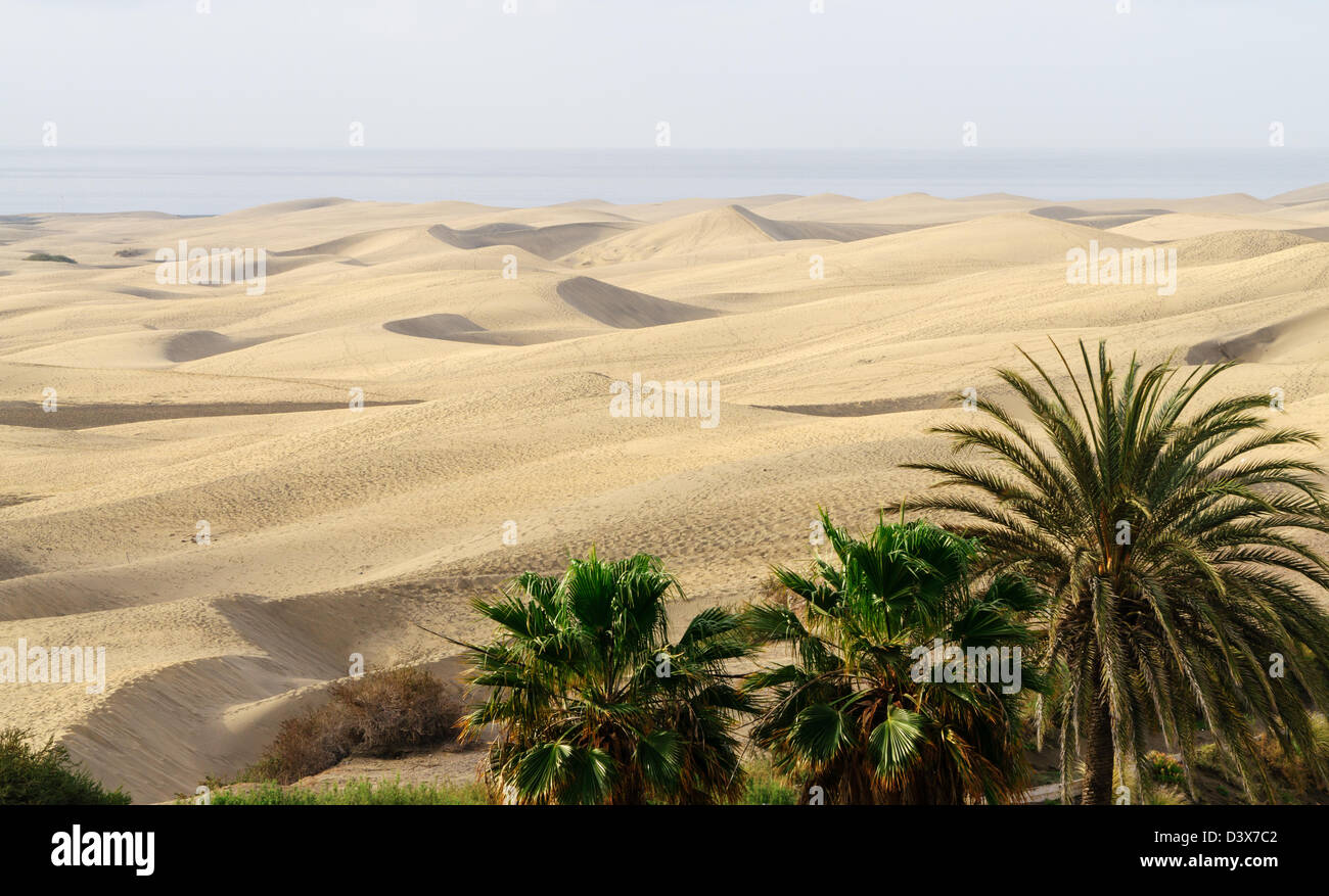 Le dune di sabbia e palme Playa del Inglés, Gran Canaria Foto Stock