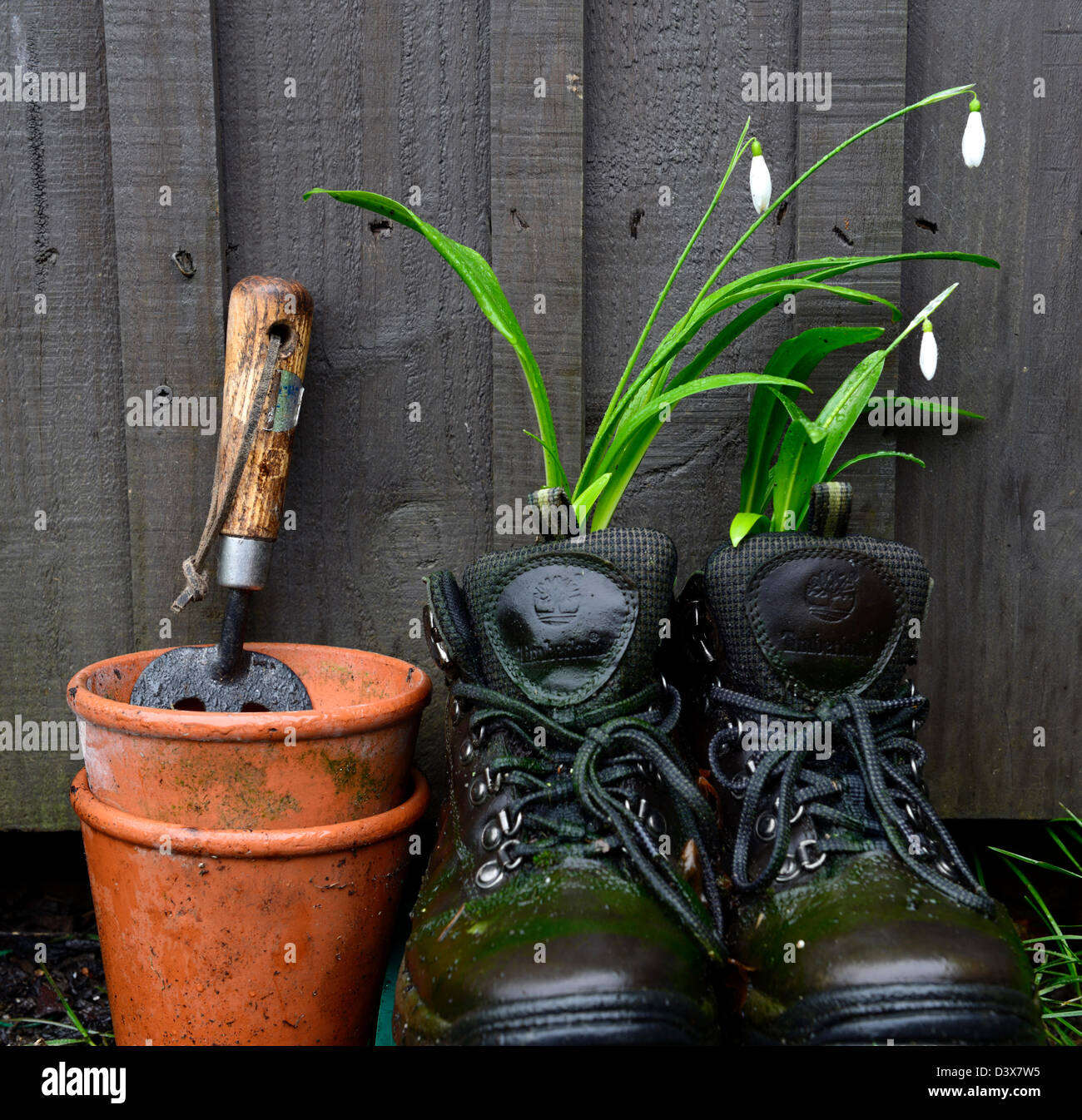 Galanthus nivalis bucaneve crescente crescere nel vecchio paio scarpe da trekking insolito vaso contenitore di riciclaggio riciclare recuperare il giardinaggio Foto Stock