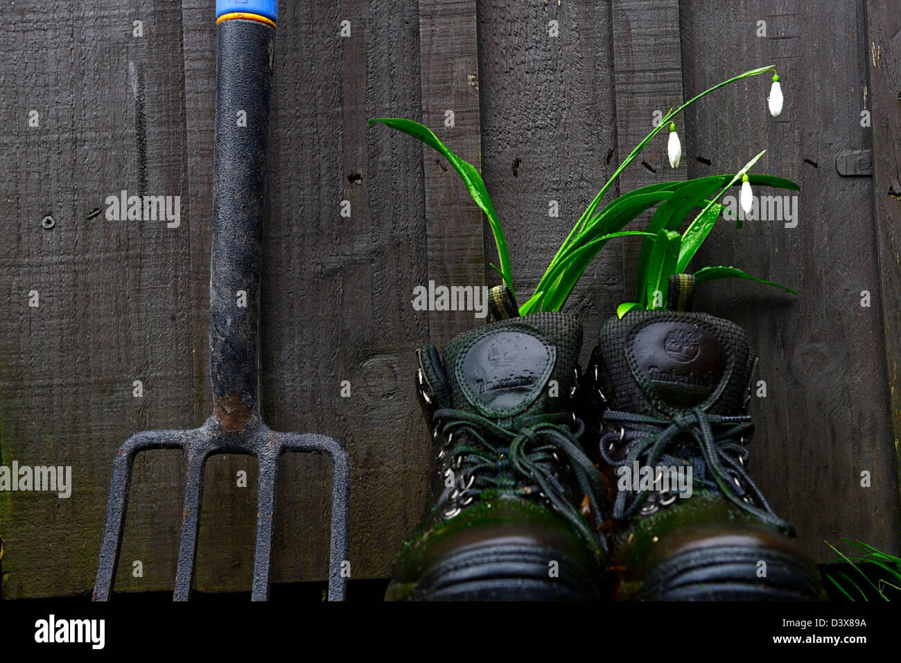 Galanthus nivalis bucaneve crescente crescere nel vecchio paio scarpe da trekking insolito vaso contenitore di riciclaggio riciclare recuperare il giardinaggio Foto Stock