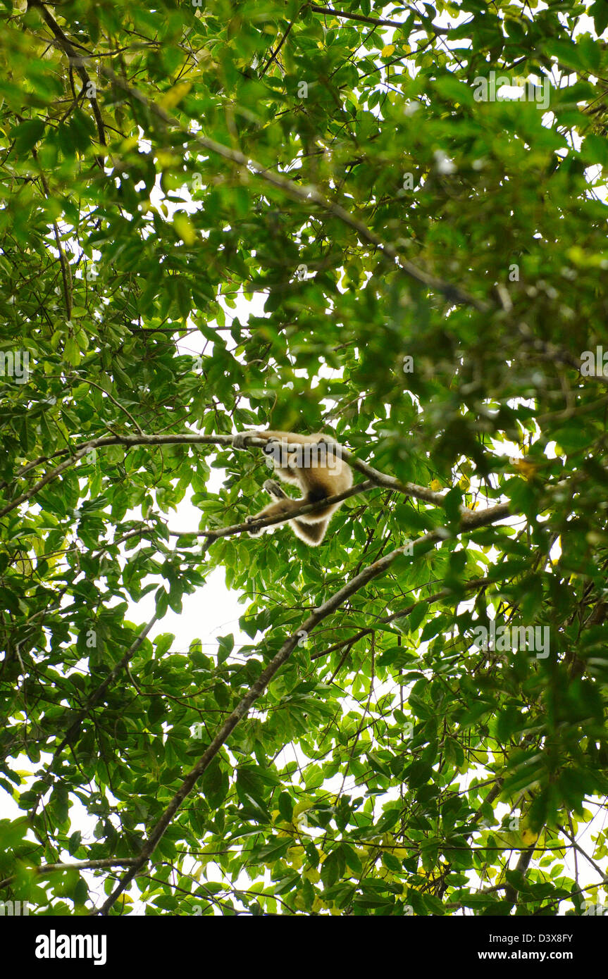 Parco Nazionale di Khao Yai, Thailandia Foto Stock