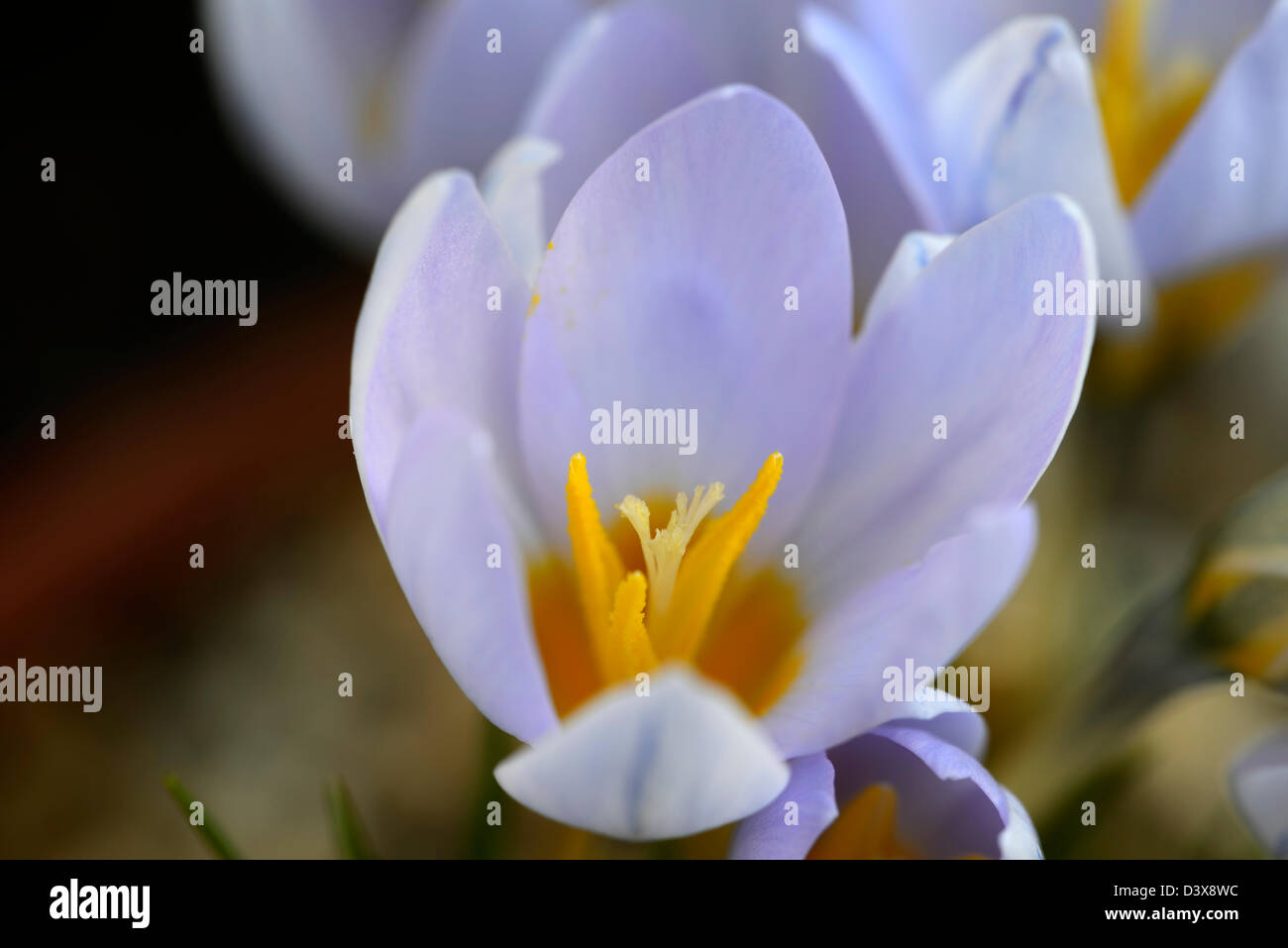 Crocus biflorus blue pearl agm syn crocus crisante blue pearl closeup messa a fuoco selettiva dei ritratti di piante fiori fioritura Foto Stock