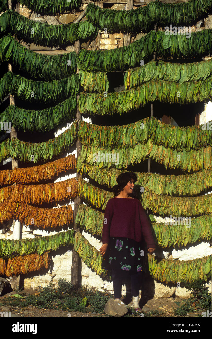 Foglie di tabacco l'asciugatura contro un granaio Foto Stock