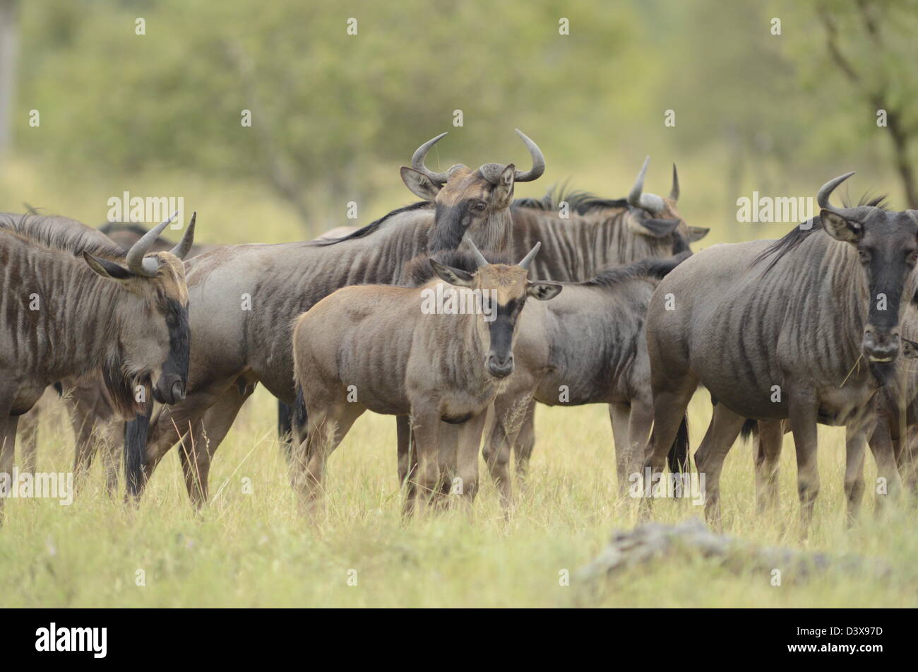 Foto di Africa, blu Gnu in gruppo uno di fronte alla fotocamera Foto Stock