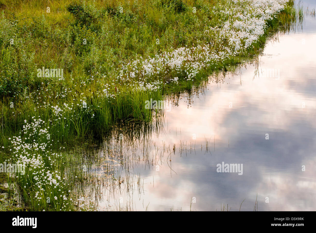 Alaska Erba di cotone (Eriophorum brachyantherm) cresce lungo un lago tundra nella sezione occidentale del Parco Nazionale di Denali, Alaska Foto Stock