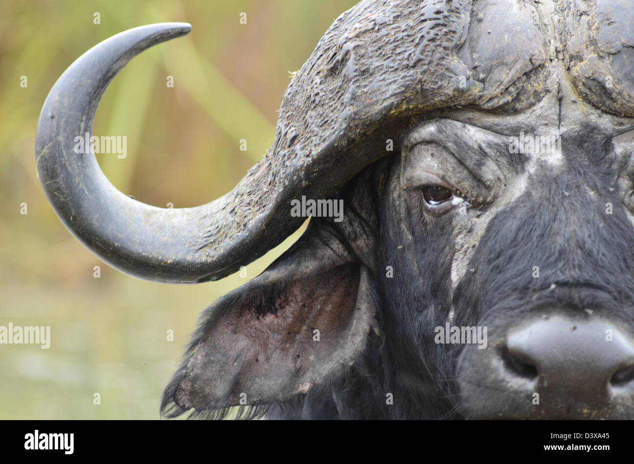Foto di Africa, Buffalo metà testa rivolta verso la telecamera Foto Stock