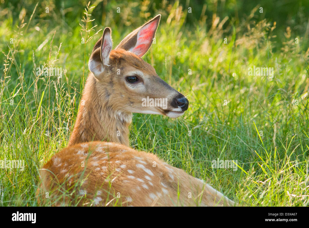 Culbianco baby cervi in estate Foto Stock
