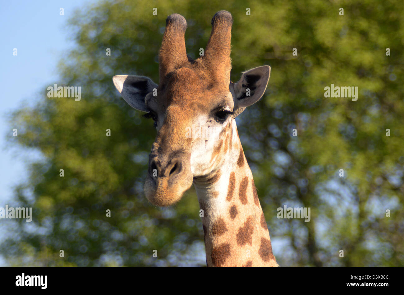 Foto di Africa, Giraffe della testa e del collo nel parco di Kruger Foto Stock