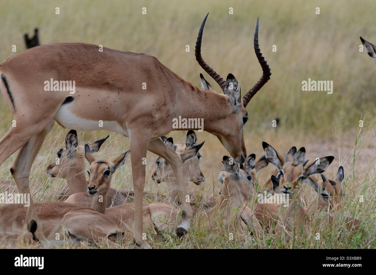 Foto di Africa, Maschio Impala controllare su neonati impala Foto Stock