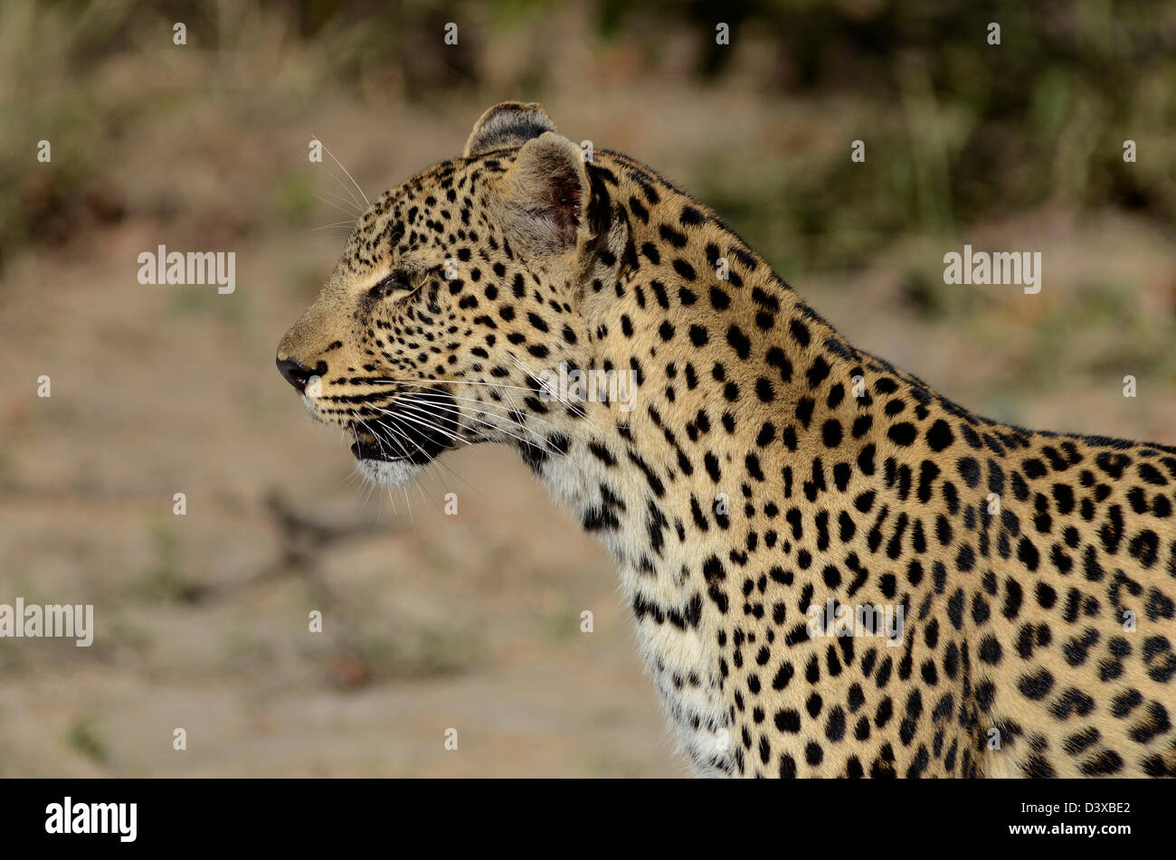 Foto di Africa, Leopard rivolta lontano dalla fotocamera Foto Stock
