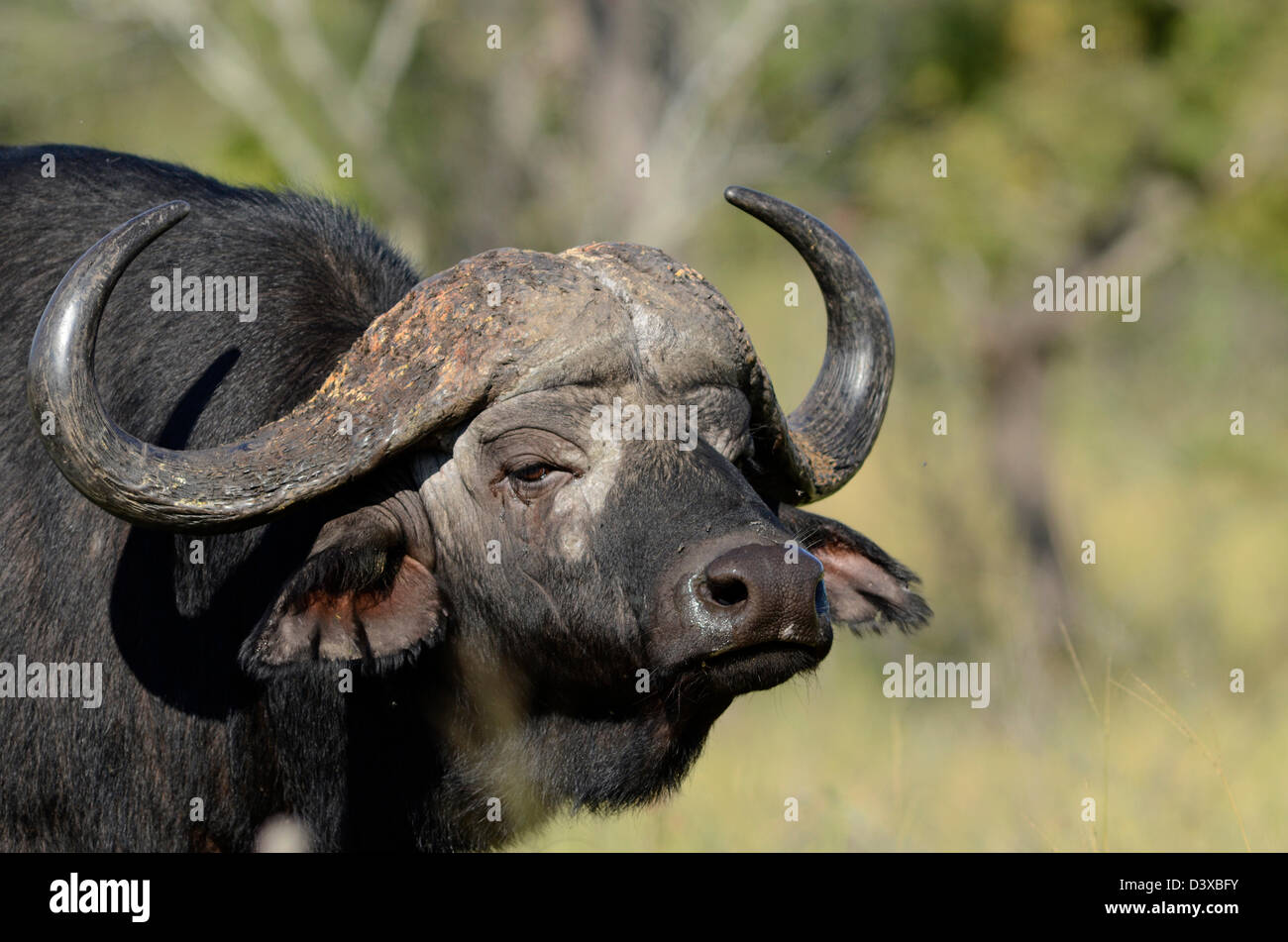 Foto di Africa, Buffalo testa rivolta lontano dalla fotocamera Foto Stock