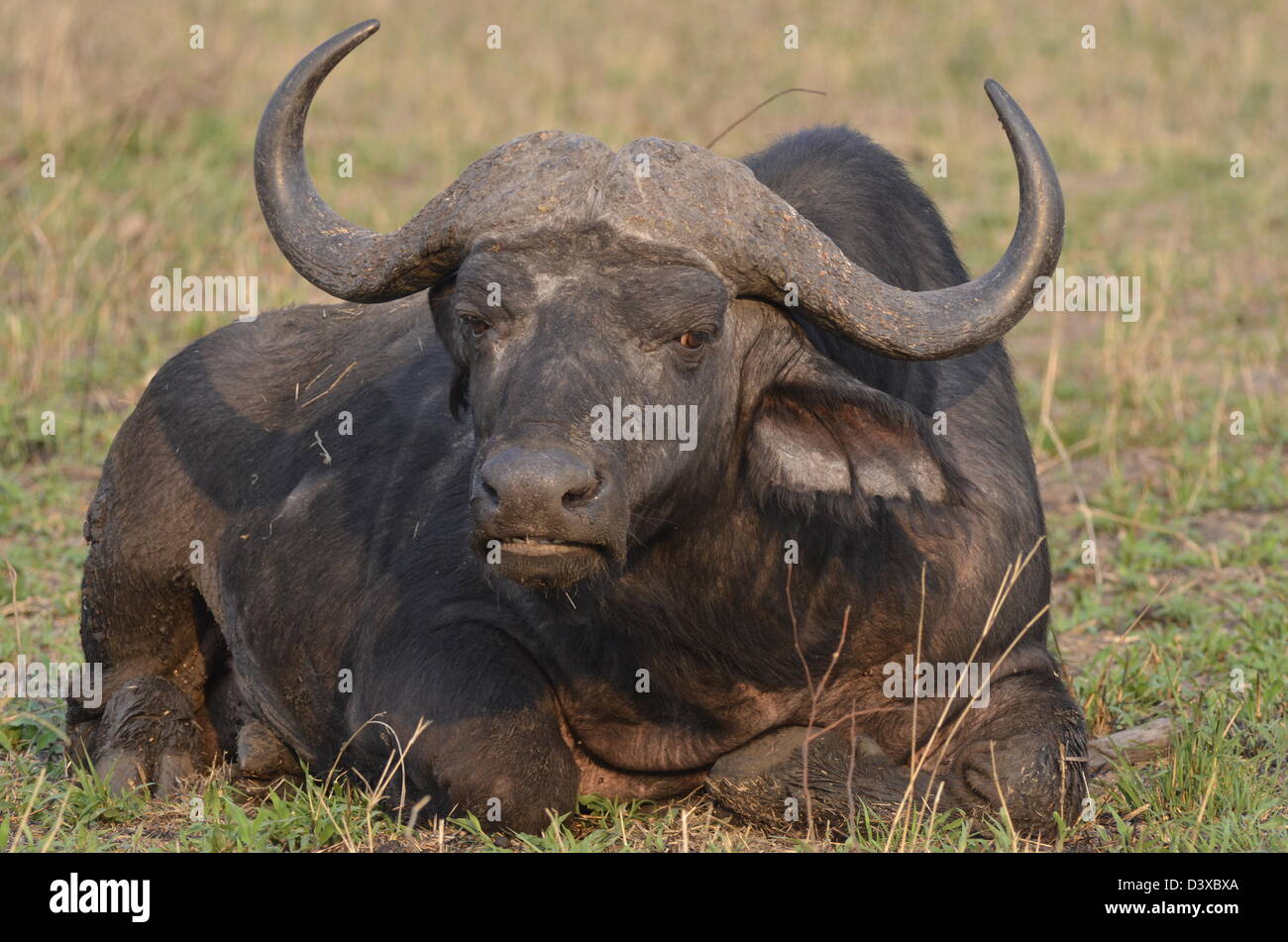 Foto di Africa, bufalo seduto di fronte alla fotocamera Foto Stock