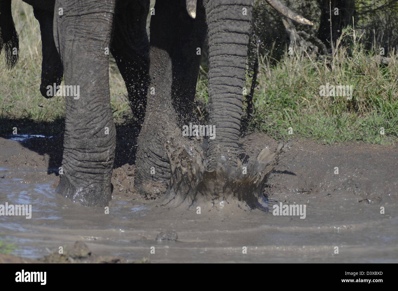 Foto di Africa, African Elephant Trunk schizzi in acqua fangosa Foto Stock