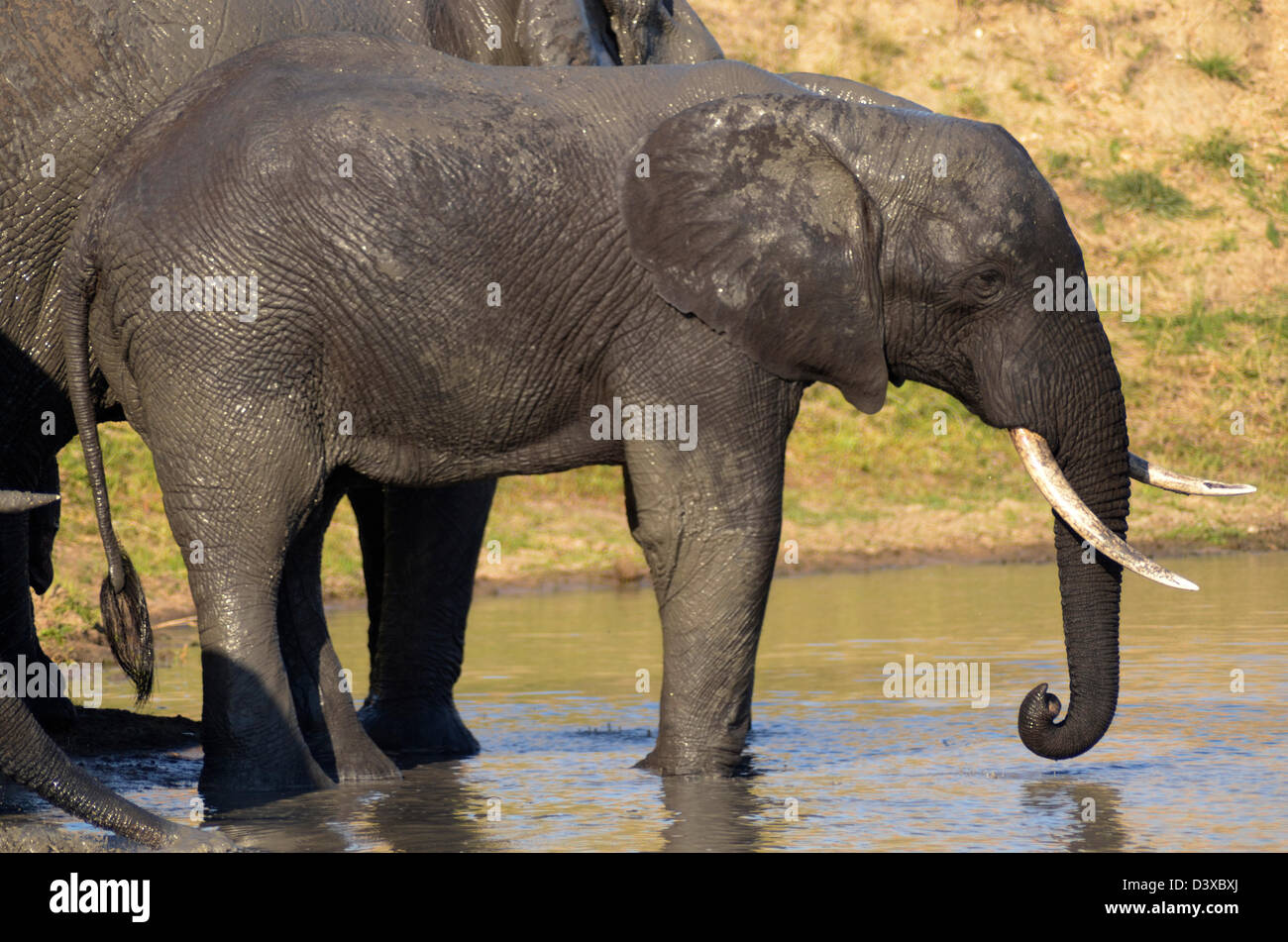 Foto di Africa, African Bull Elephant accanto all'acqua Foto Stock