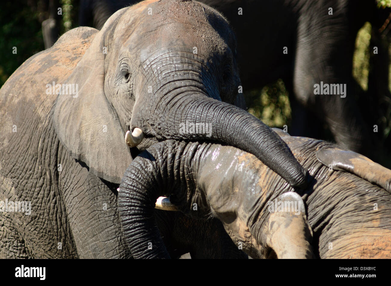 Foto dell'Africa,giovani elefanti africani la riproduzione immagine ravvicinata Foto Stock