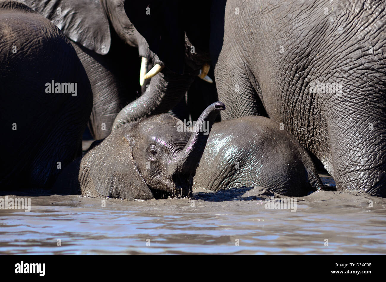 Foto di Africa, Elefanti Africani pianificando in acqua fangosa Foto Stock