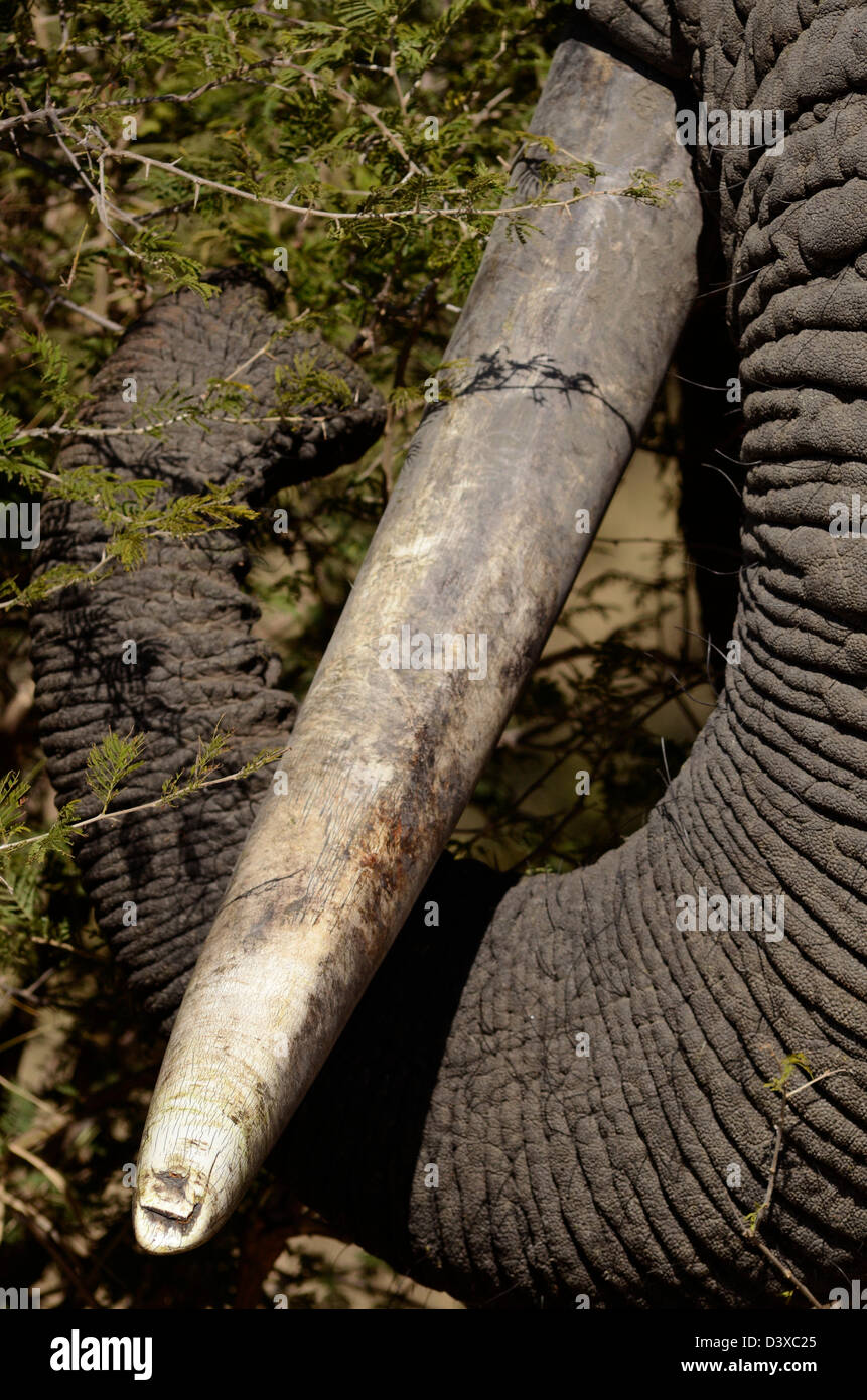 Foto di Africa, dell' elefante africano il brosmio e tronco close up Foto Stock