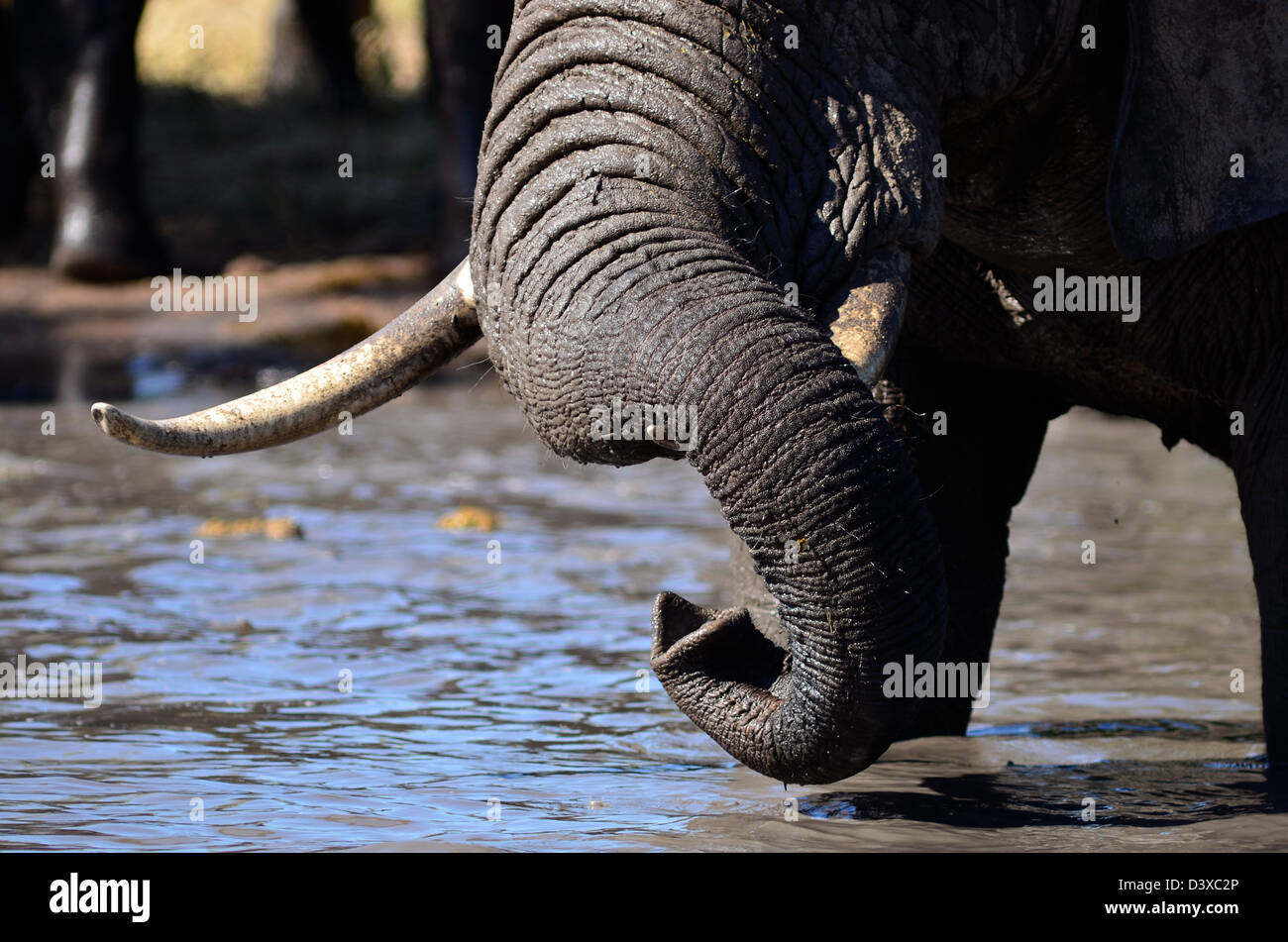 Foto di Africa, African Bull Elephant Trunk al di fuori dell'acqua Foto Stock