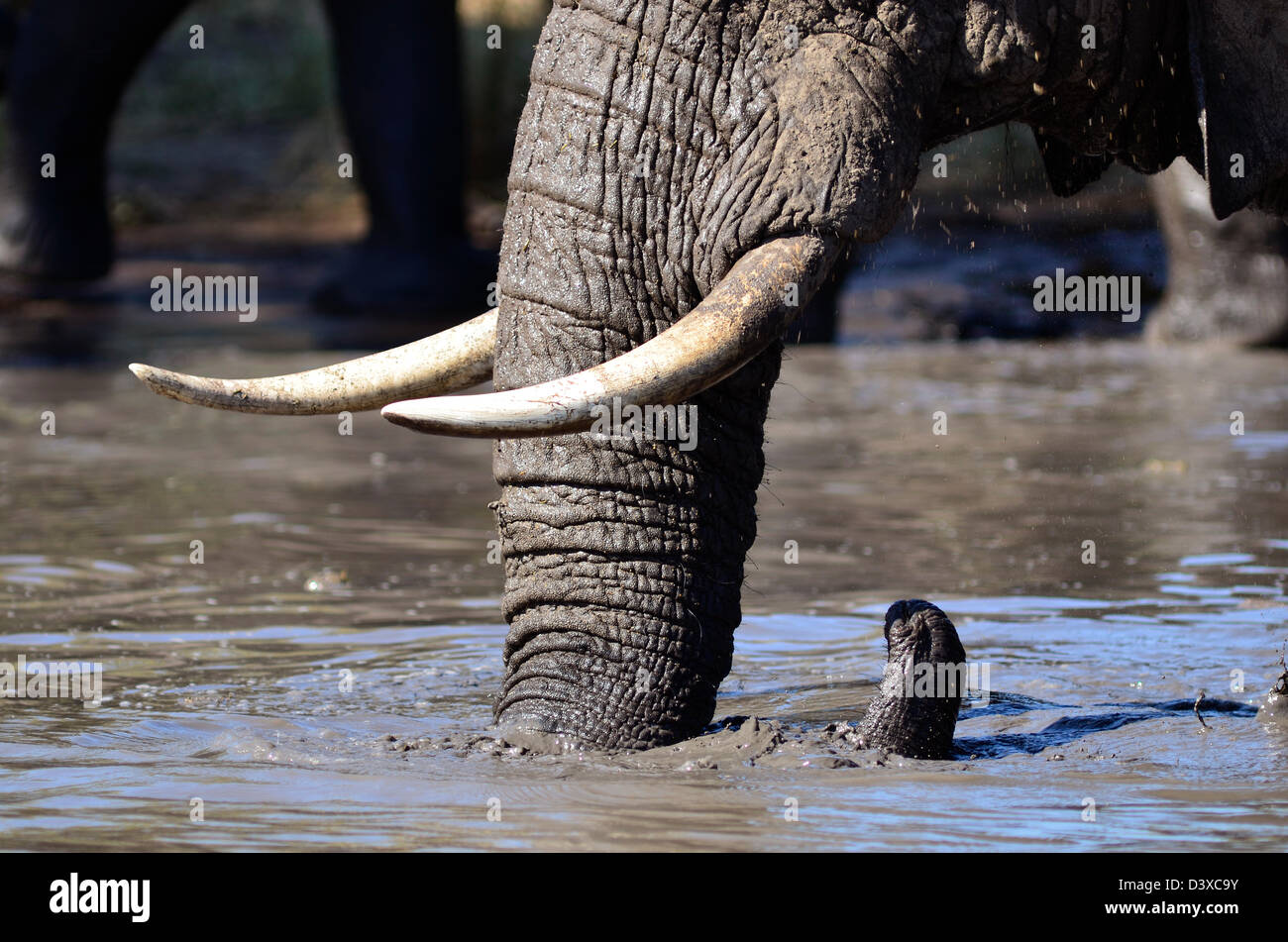 Foto di Africa, African Bull Elephant Trunk in acqua Foto Stock