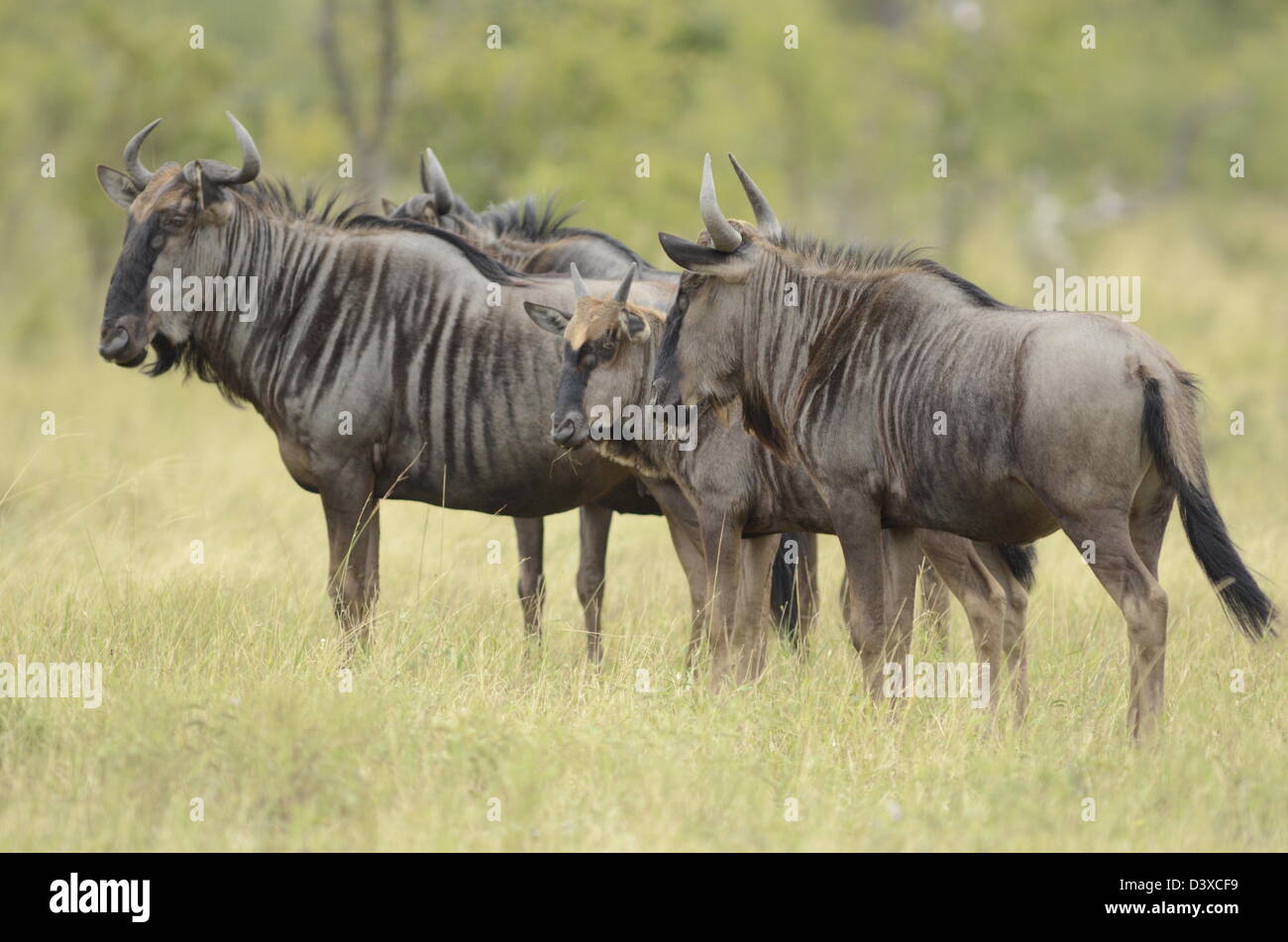 Foto di Africa, blu Gnu nel gruppo rivolta lontano dalla fotocamera Foto Stock