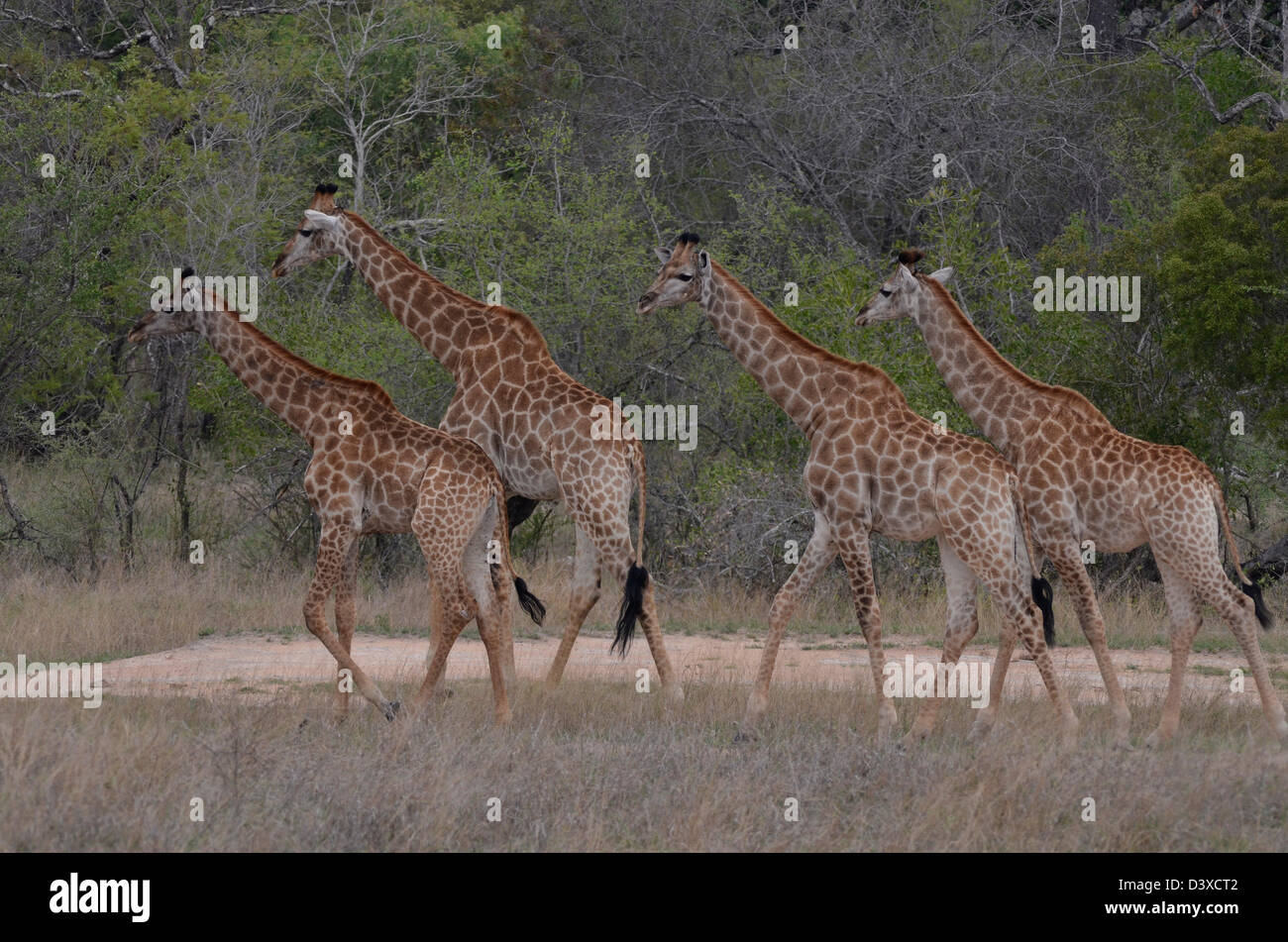 Foto di Africa, la giraffa nel gruppo di calpestio rivolta lontano dalla fotocamera Foto Stock