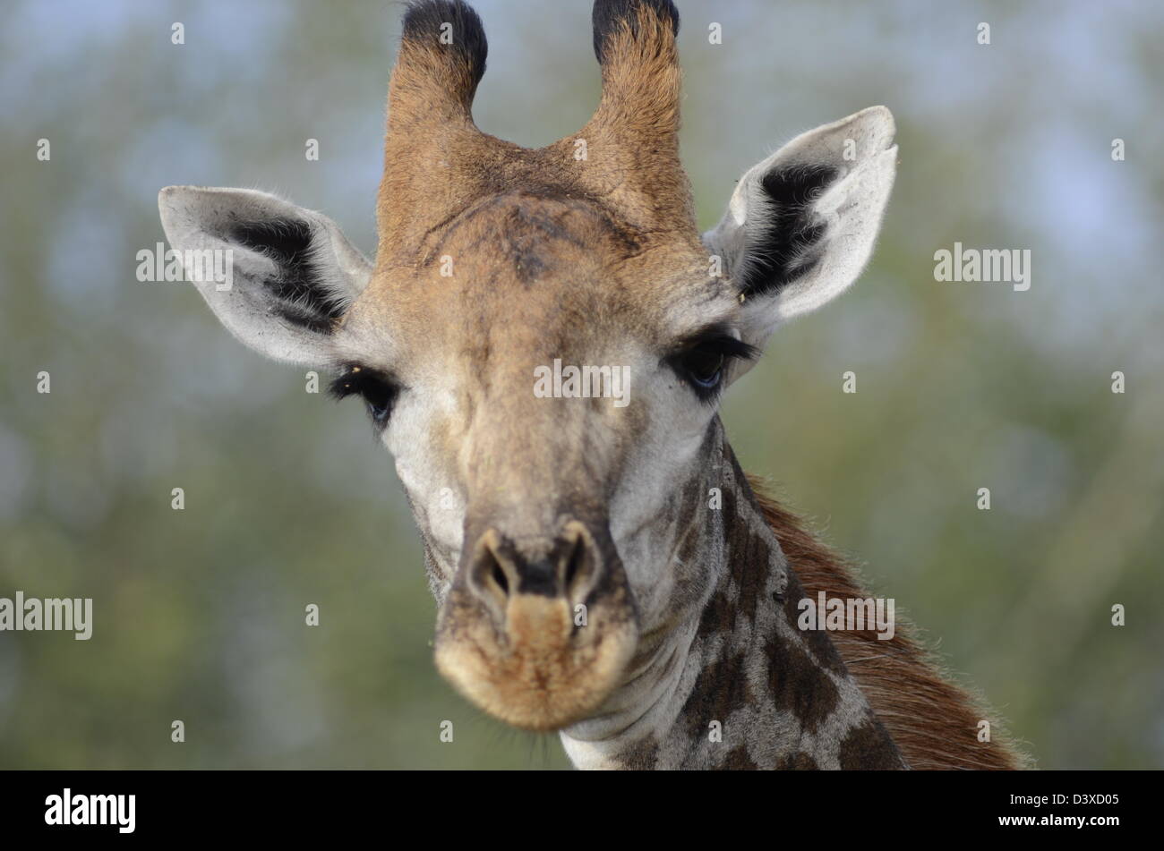 Foto di Africa, Giraffe testa nel parco di Kruger Foto Stock
