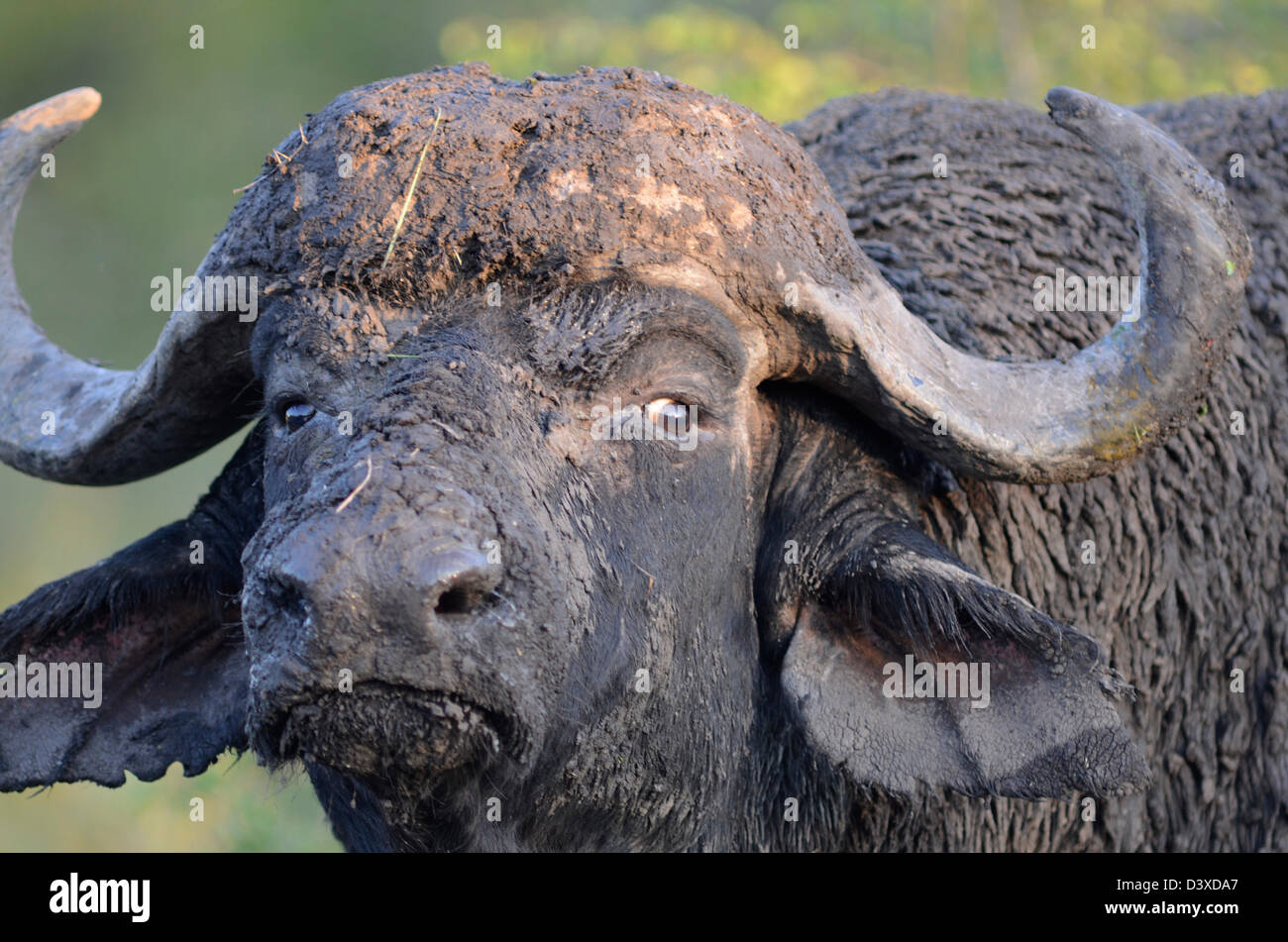 Foto di Africa, Buffalo testa di fango di fronte alla fotocamera Foto Stock