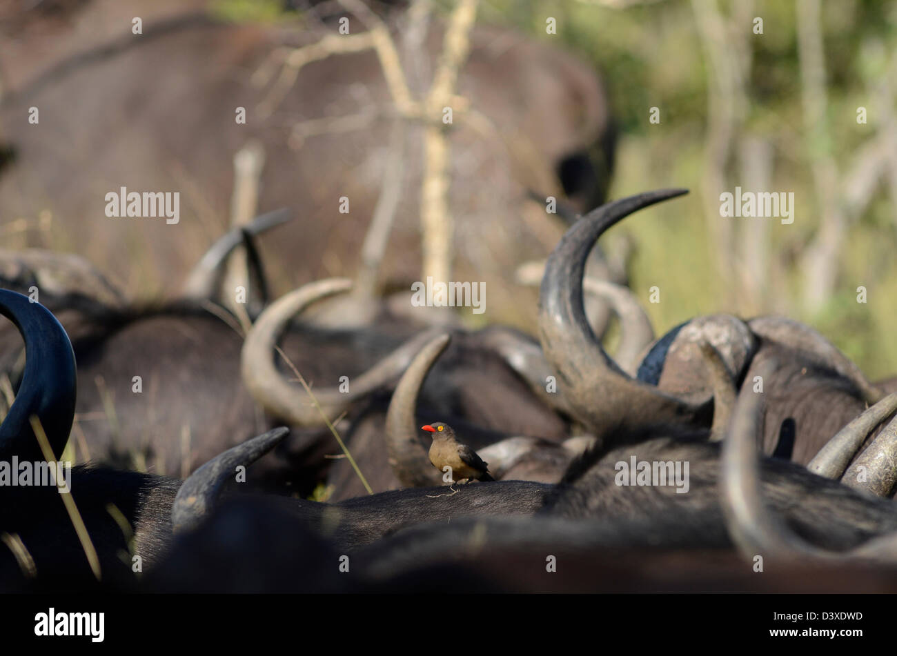 Foto di Africa, Buffalo della mandria corna con un oxpecker in medio Foto Stock