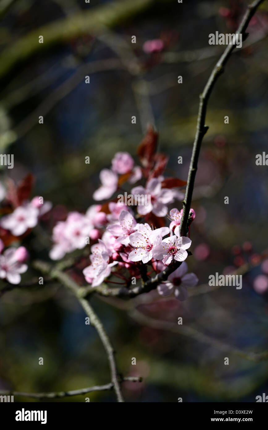 Prunus cerasifera nigra Purpleleaf prugna cherry plum myrobalan susino blossom flower bloom primi fiori di primavera Foto Stock