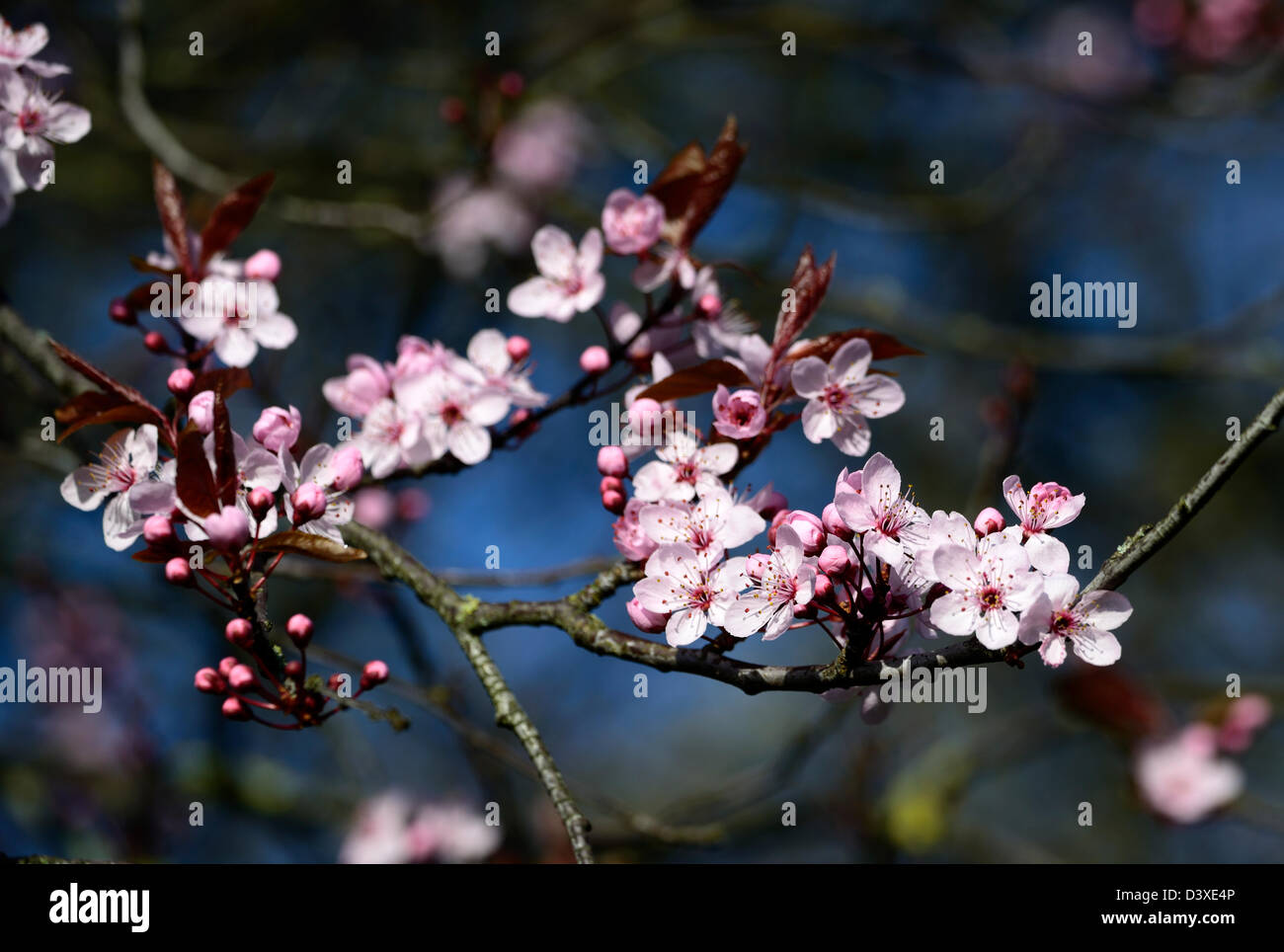 Prunus cerasifera nigra Purpleleaf prugna cherry plum myrobalan susino blossom flower bloom primi fiori di primavera Foto Stock