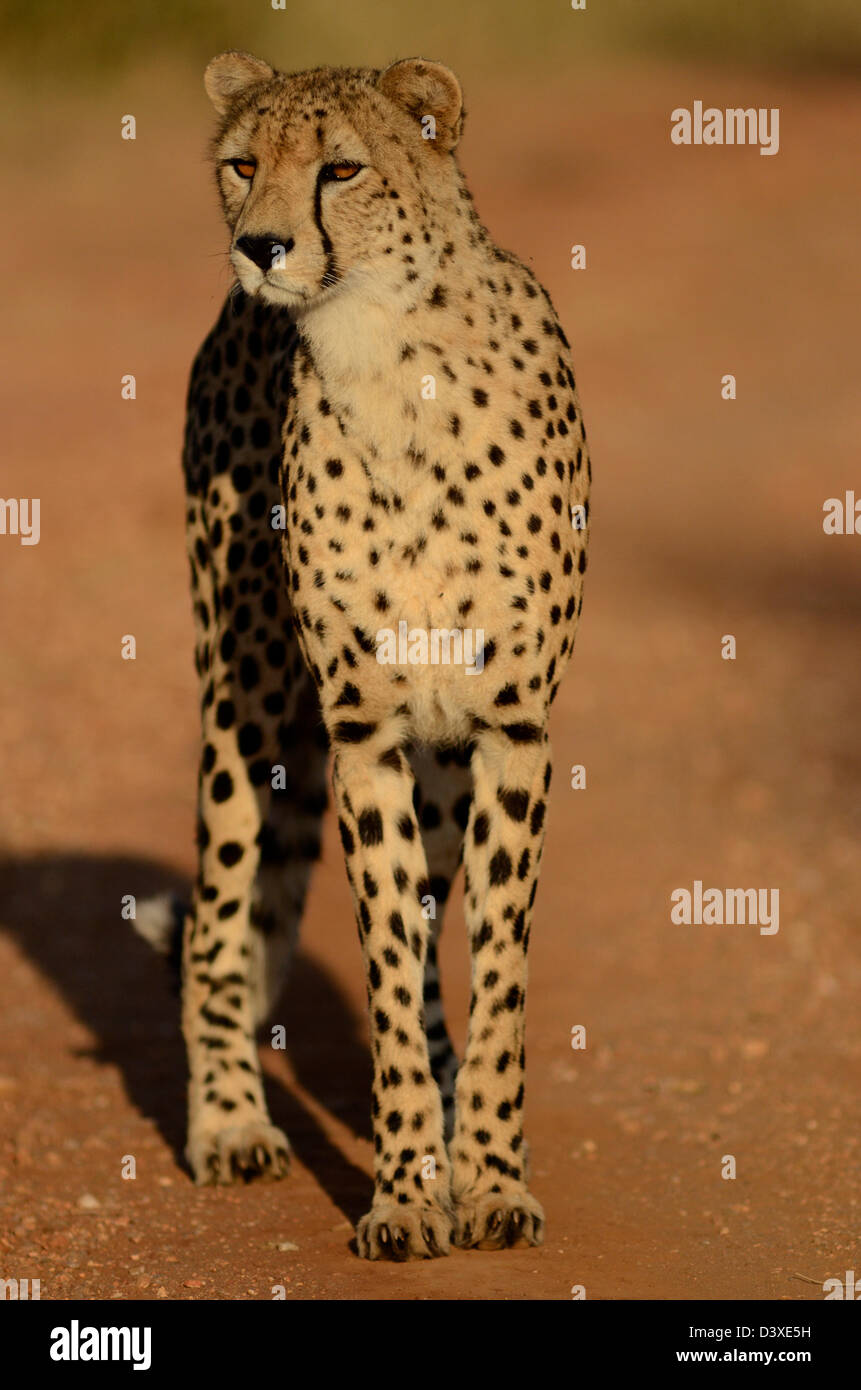 Foto di Africa , Cheetah in piedi in strada Foto Stock