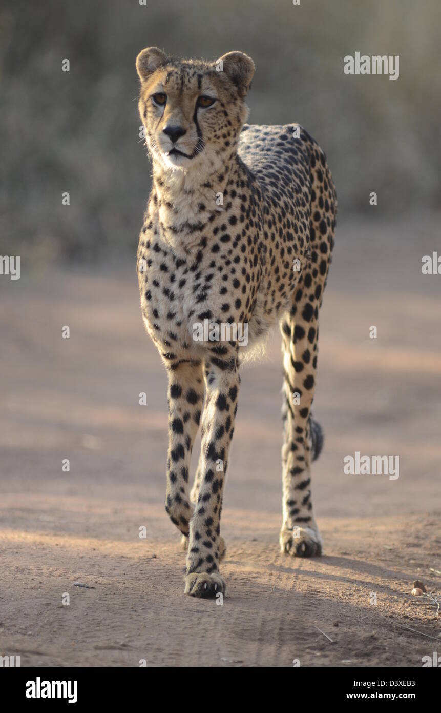 Foto di Africa , Cheetah in piedi in strada Foto Stock