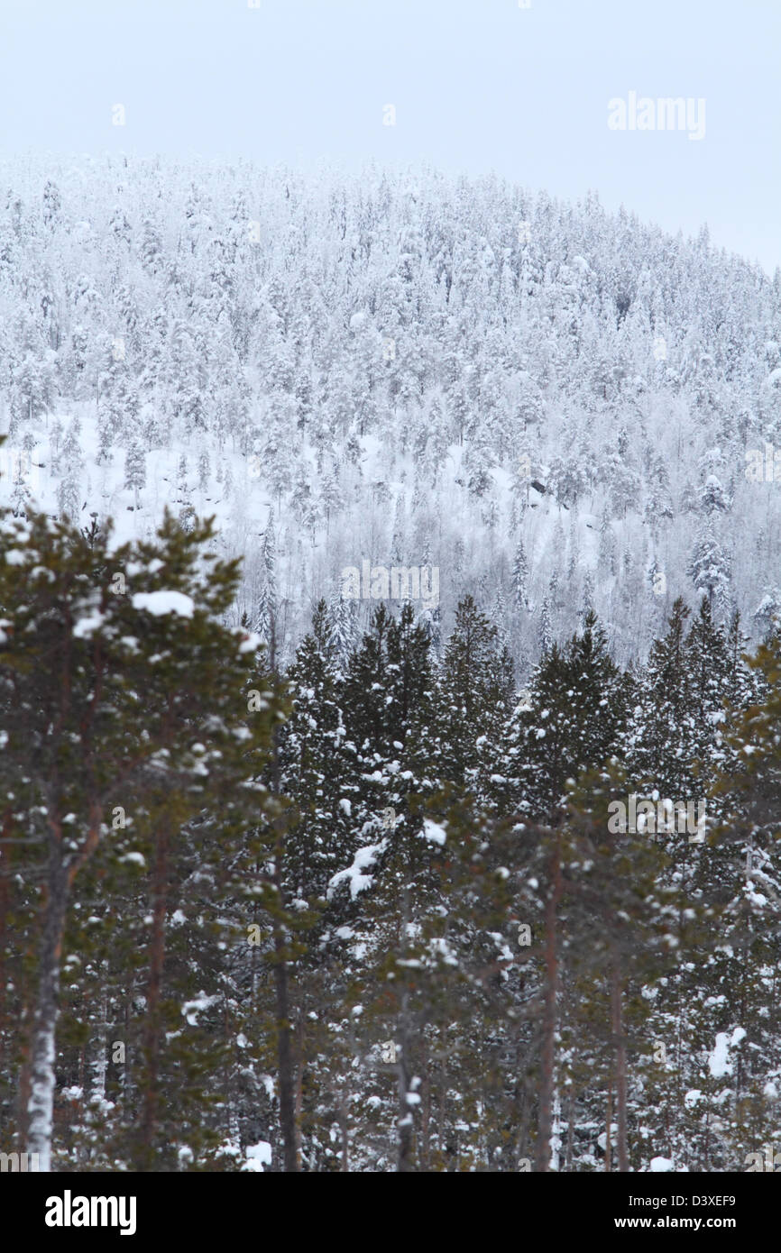 Vitbergen Naturreservat (Riserva Naturale) in Västerbotten, Svezia settentrionale - un buon esempio del nord taiga europea. Foto Stock