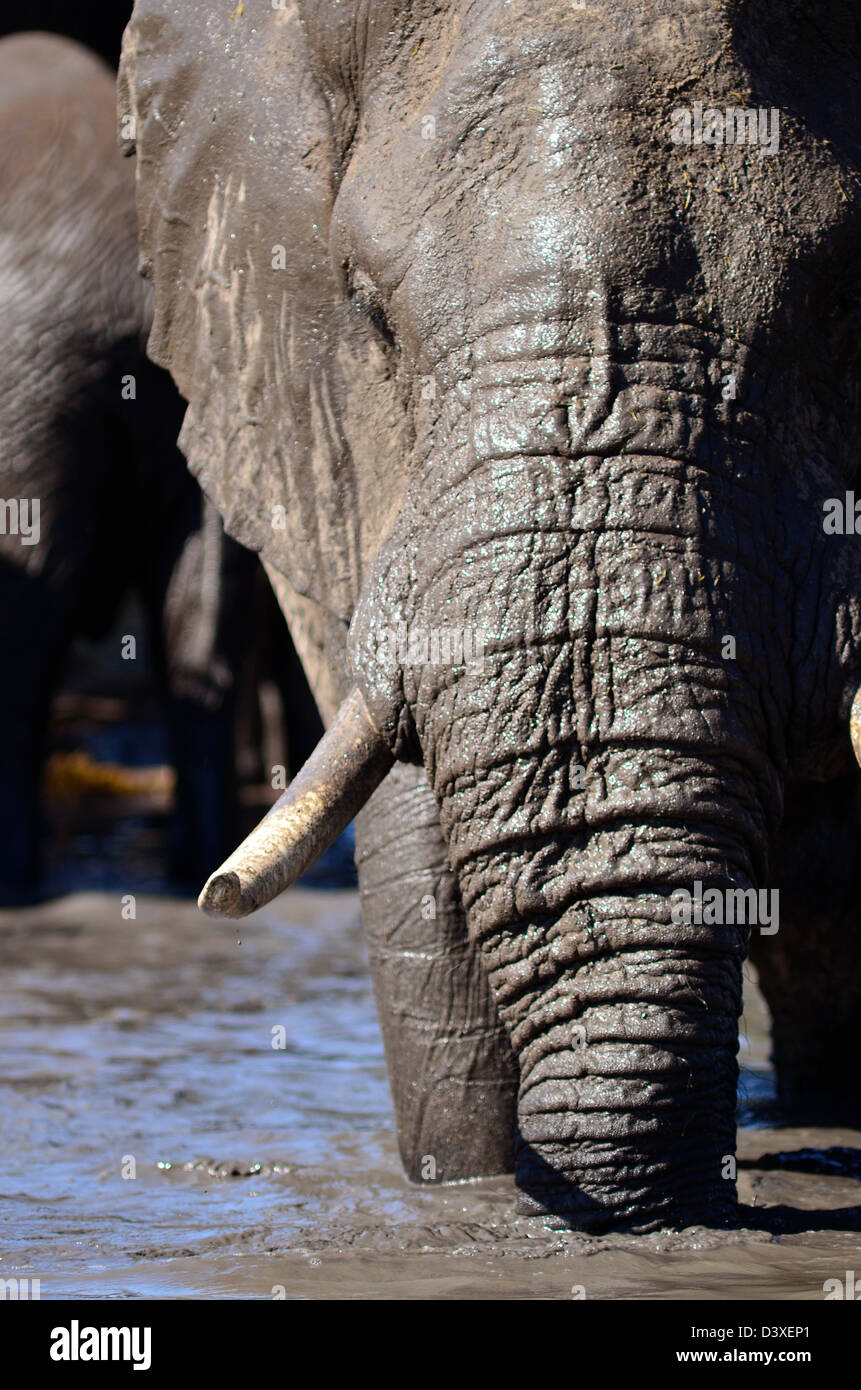 Foto di Africa, African Bull Elephant Trunk in acqua dalla parte anteriore Foto Stock