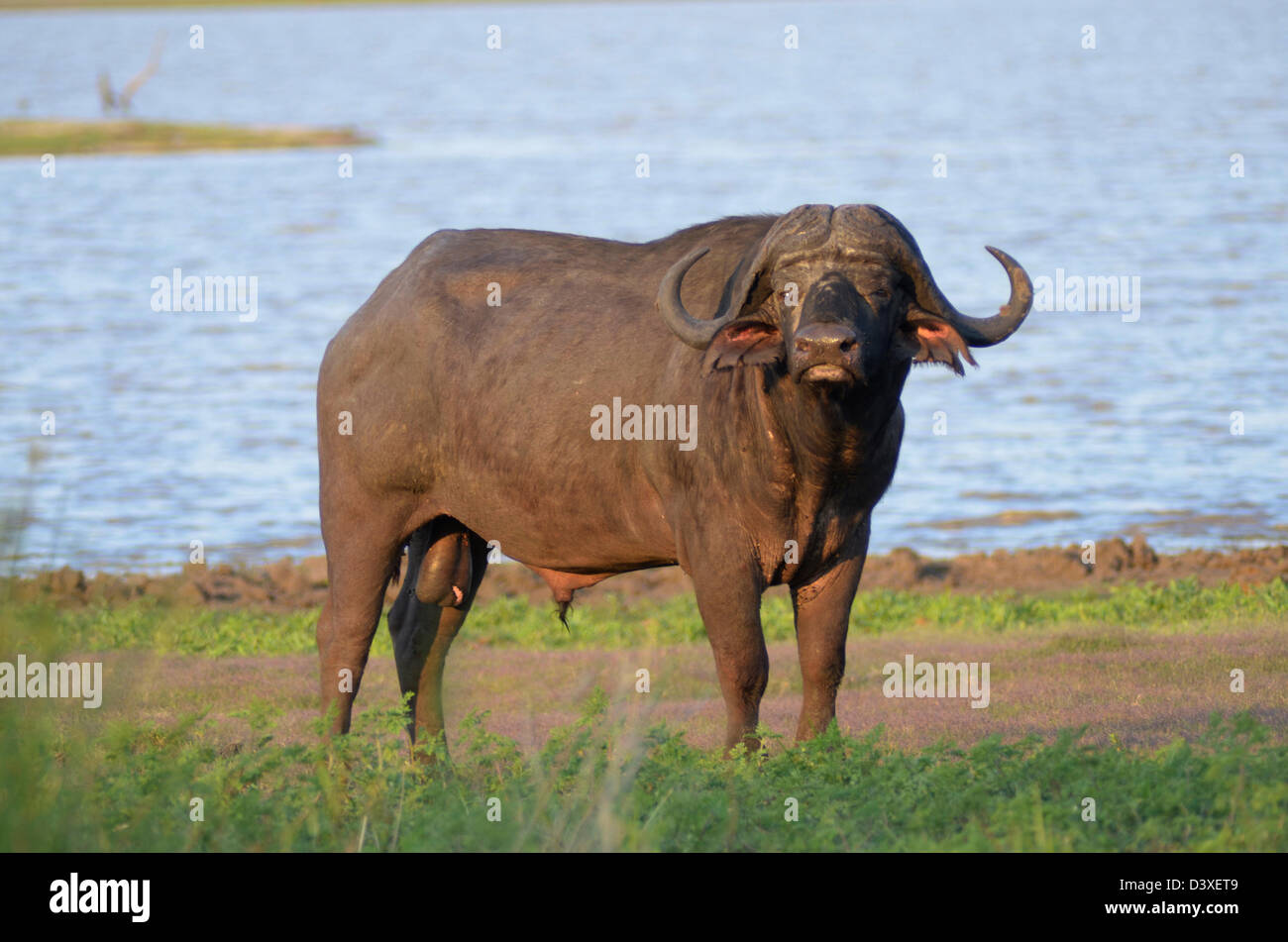 Foto di Africa, Buffalo in piedi di fronte ad acqua della diga Foto Stock