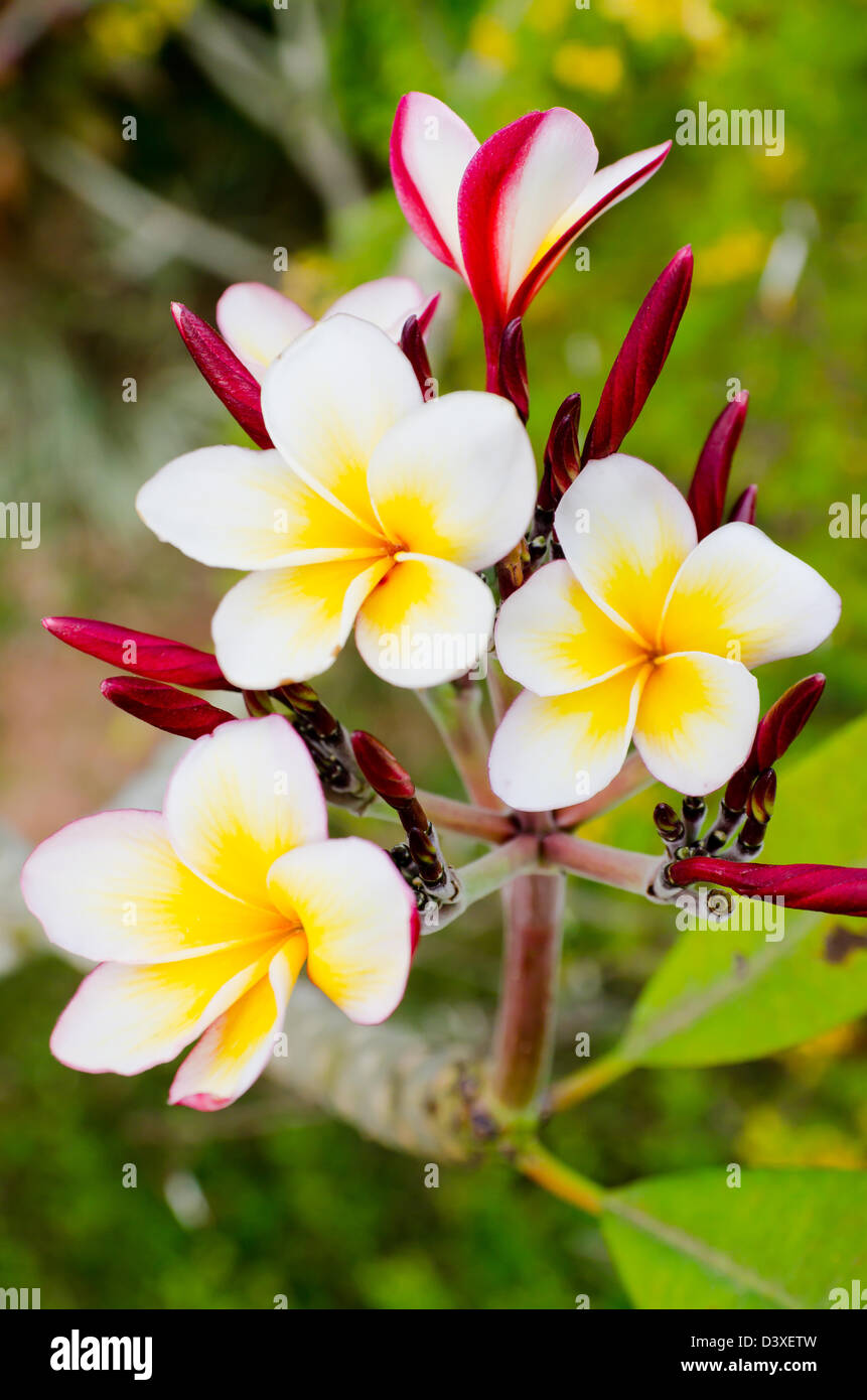 Fiore di frangipani dalla Thailandia. Foto Stock
