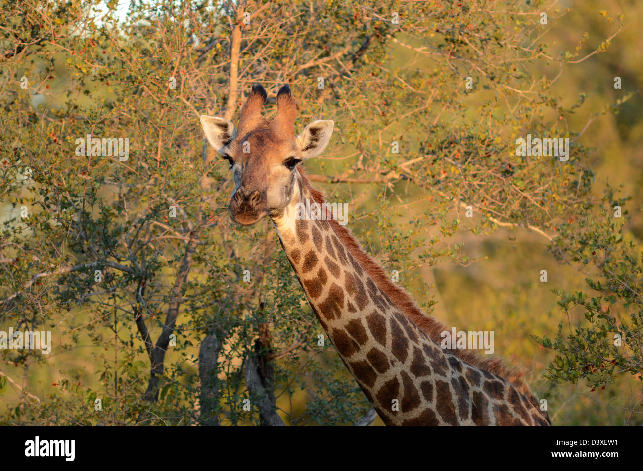 Foto di Africa, Giraffe della testa e del collo nel tardo pomeriggio di fronte alla fotocamera Foto Stock