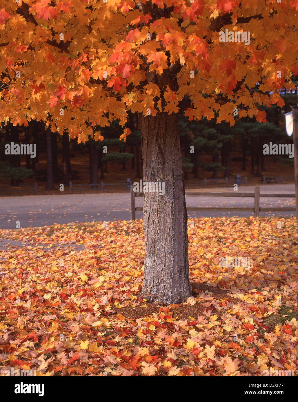 Albero con foglie di autunno in Sturbridge, Contea di Worcester, Massachusetts, Stati Uniti d'America Foto Stock