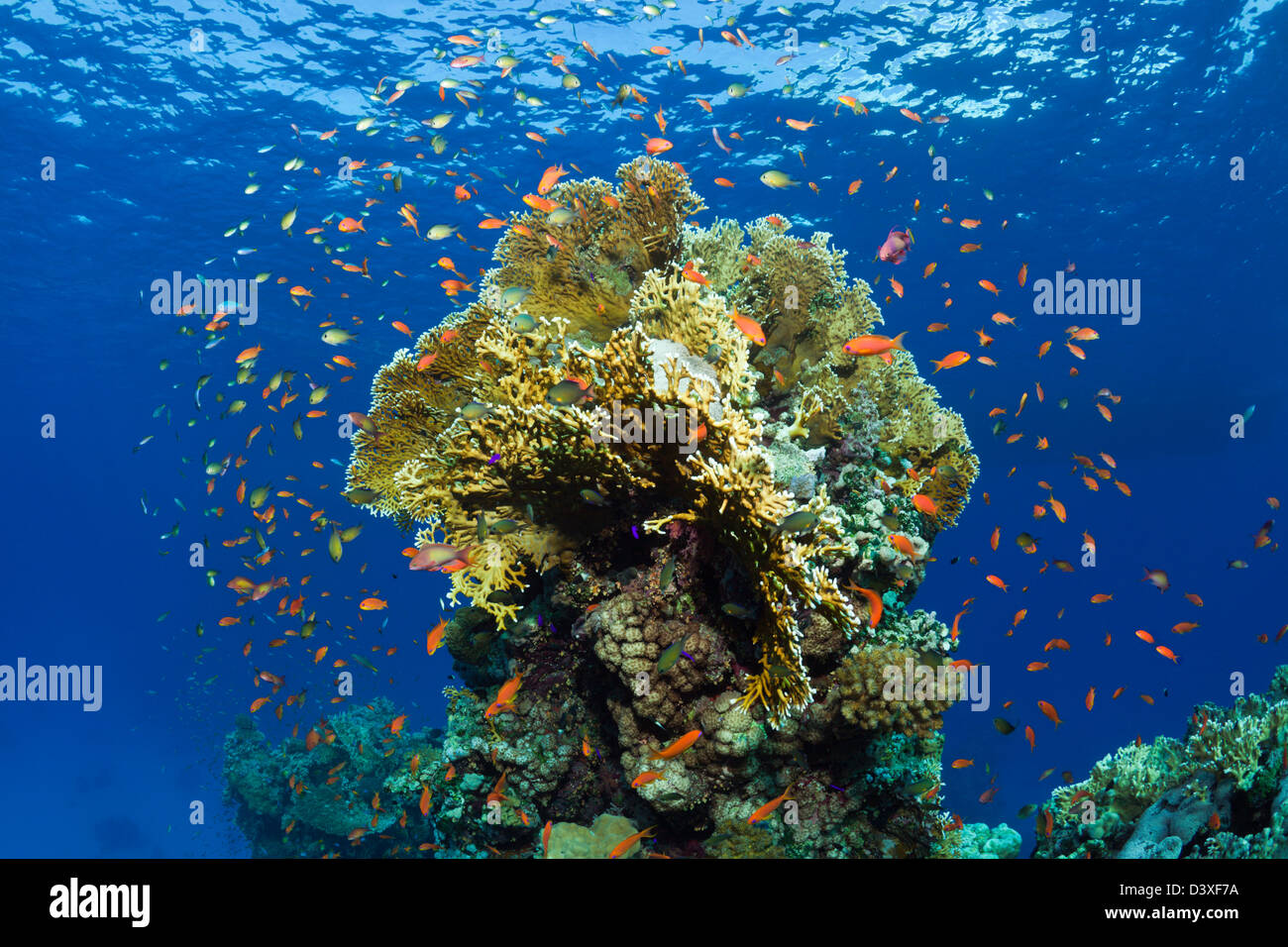 Fire coralli e pesci corallini, Millepora sp., St. Johns Reef, Mar Rosso, Egitto Foto Stock