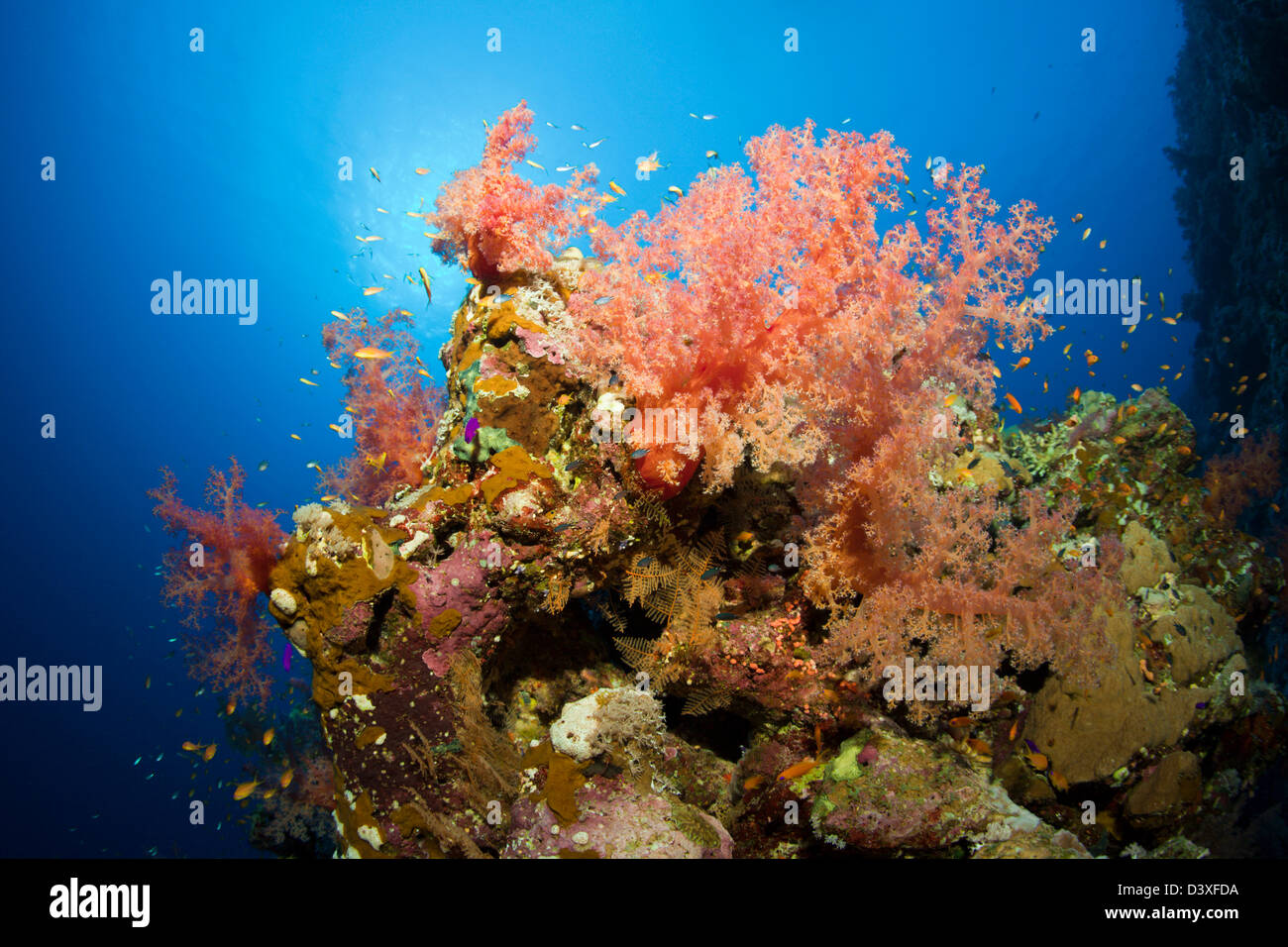Soft Coral Reef, Dendronephthya sp., St. Johns Reef, Mar Rosso, Egitto Foto Stock
