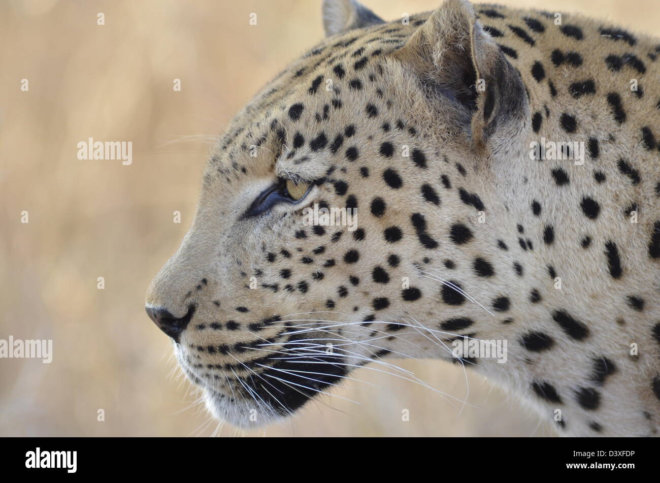 Foto di Africa, Leopard colpo alla testa guardando lontano dalla fotocamera Foto Stock