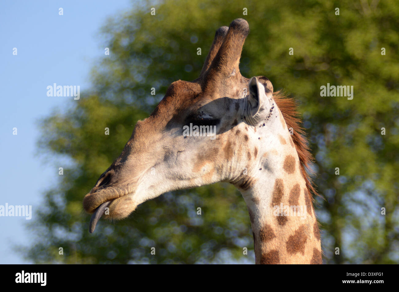 Foto di Africa, Giraffe testa timone e il parco di Kruger Foto Stock