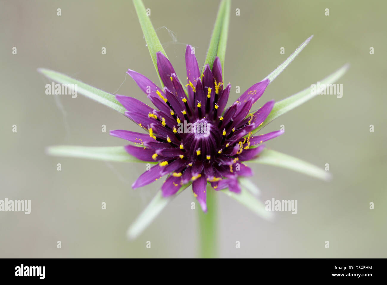 Salsefrica tragopogon Porrifolius Foto Stock