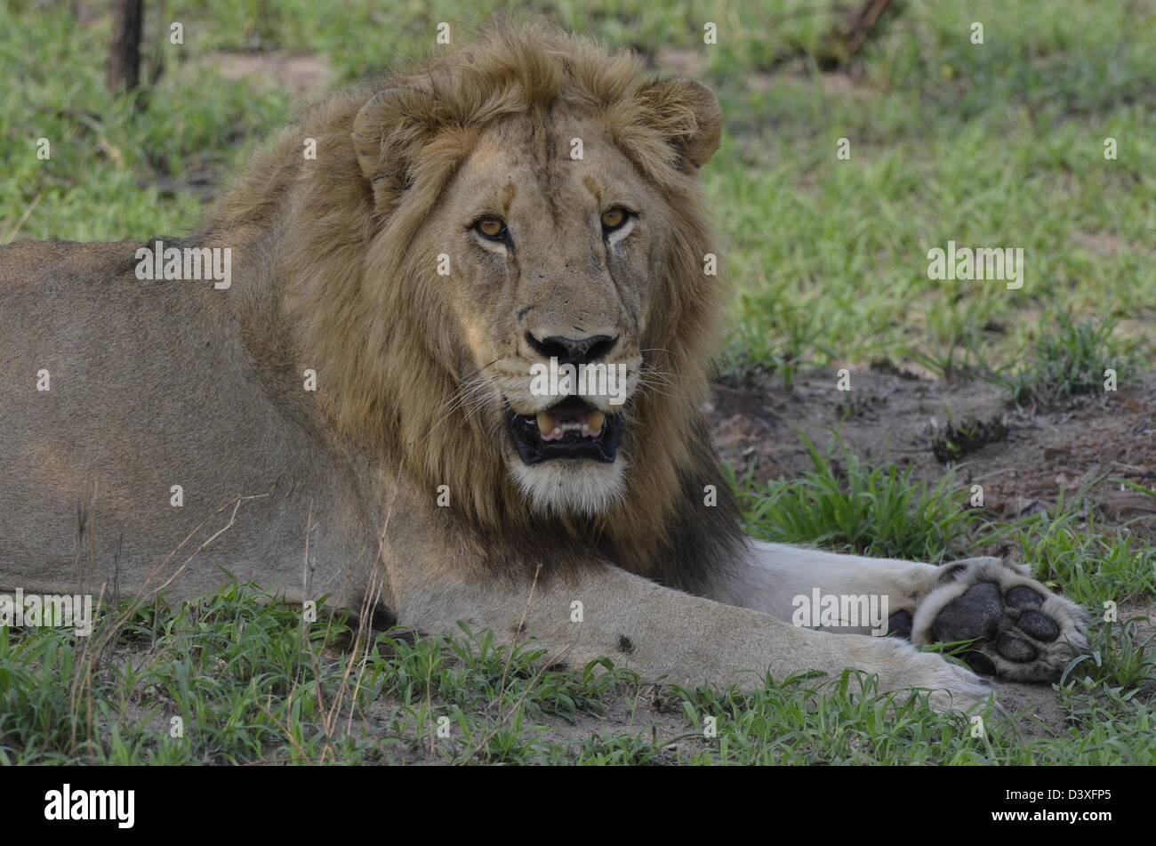 Foto dell'Africa,Leone maschio di fronte alla fotocamera Foto Stock