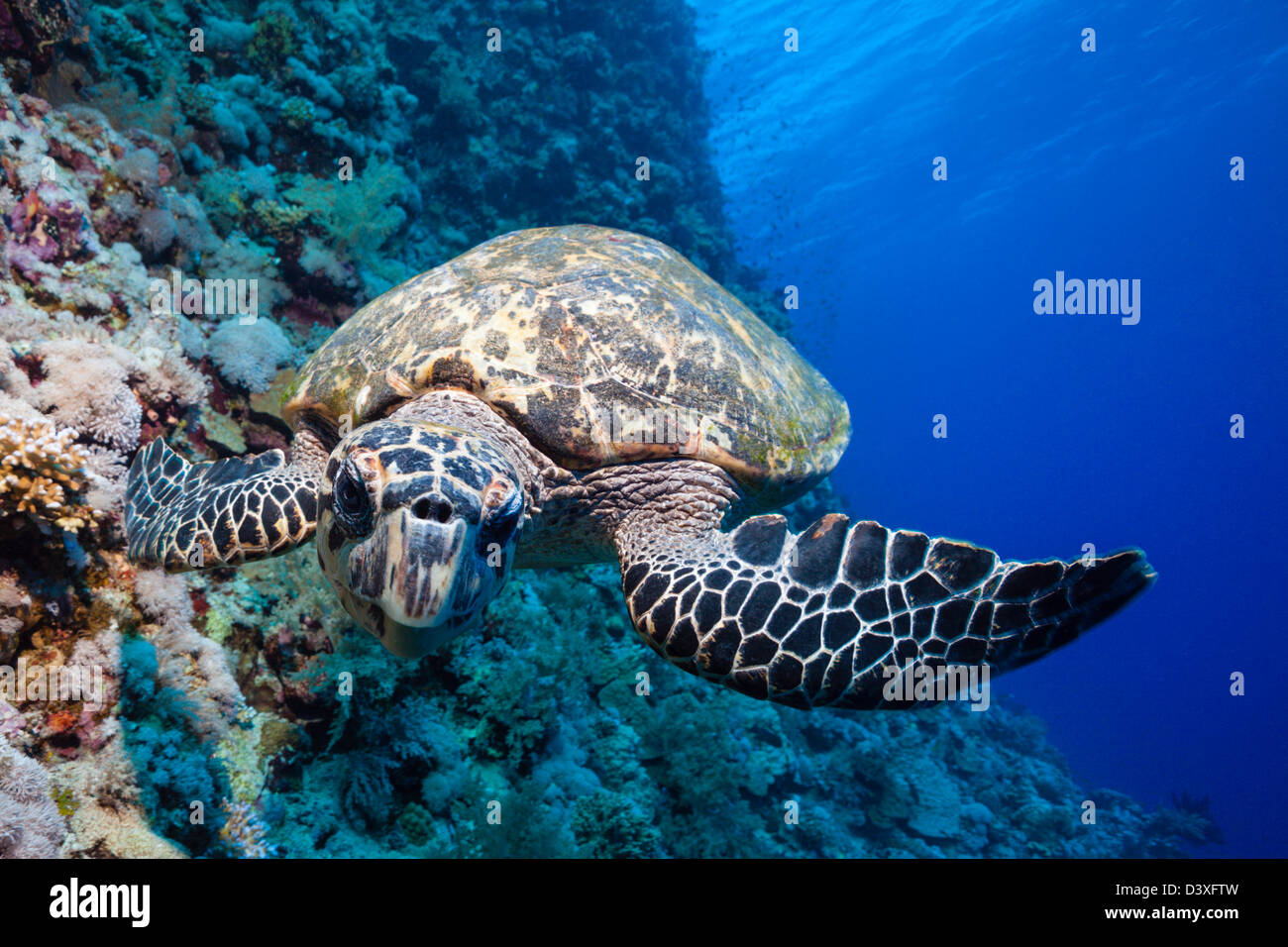 Hawksbill Tartarughe Marine, Eretmochelys imbricata, Elphinstone Reef, Mar Rosso, Egitto Foto Stock