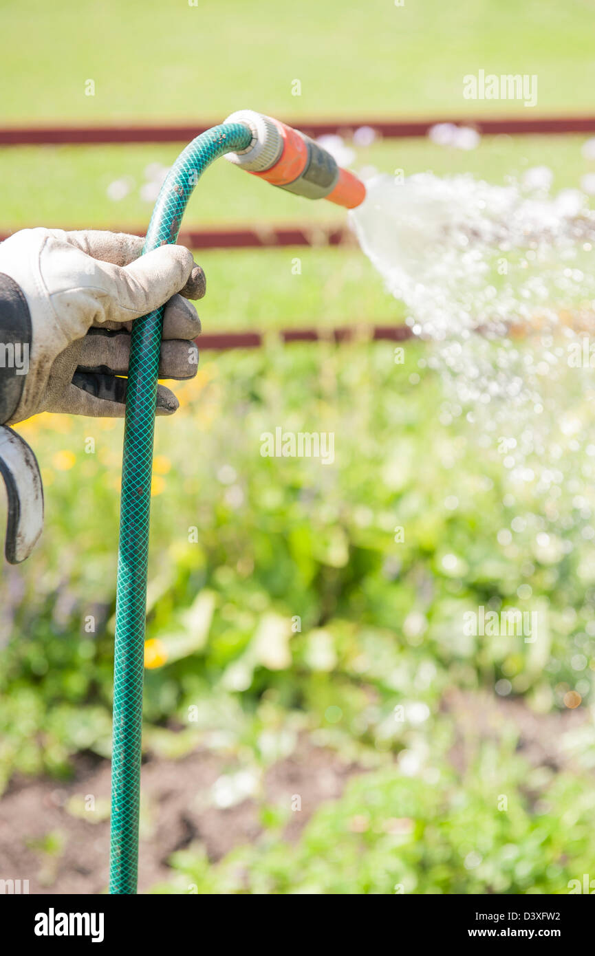 Uomo con guanti da lavoro tenendo un irrigatore e la spruzzatura di acqua su i suoi ortaggi e piante Foto Stock